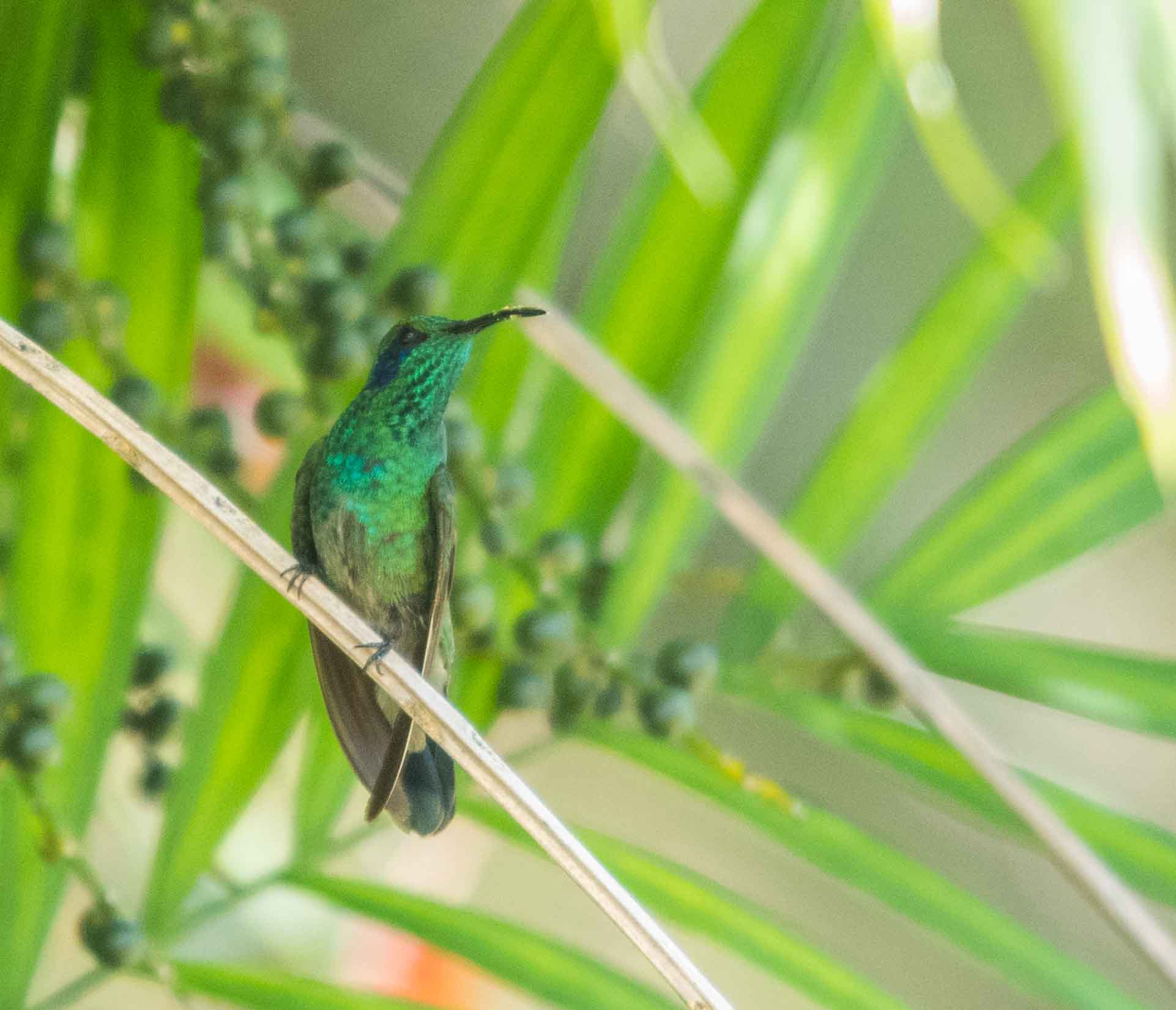 Sigma 120-400mm F4.5-5.6 DG OS HSM sample photo. Alb photography