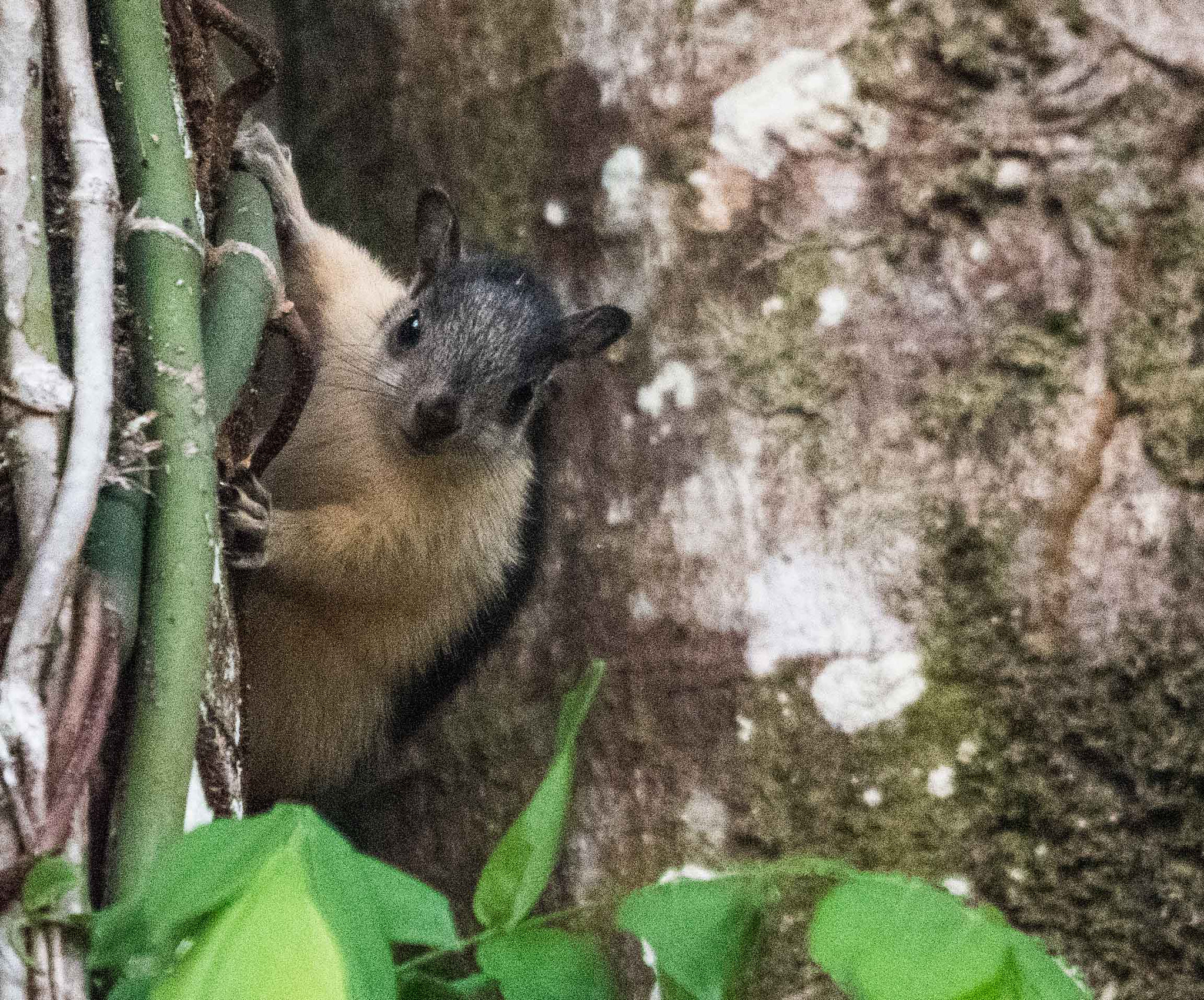 Sigma 120-400mm F4.5-5.6 DG OS HSM sample photo. Alb photography
