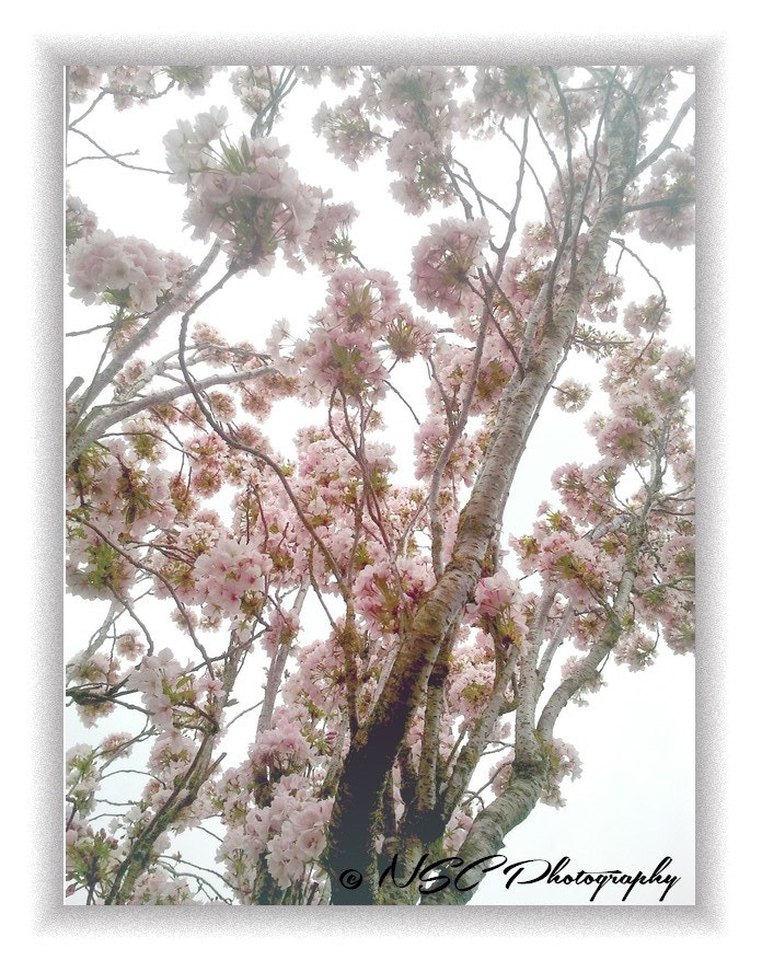 Samsung Galaxy S sample photo. The tree pastel colors photography