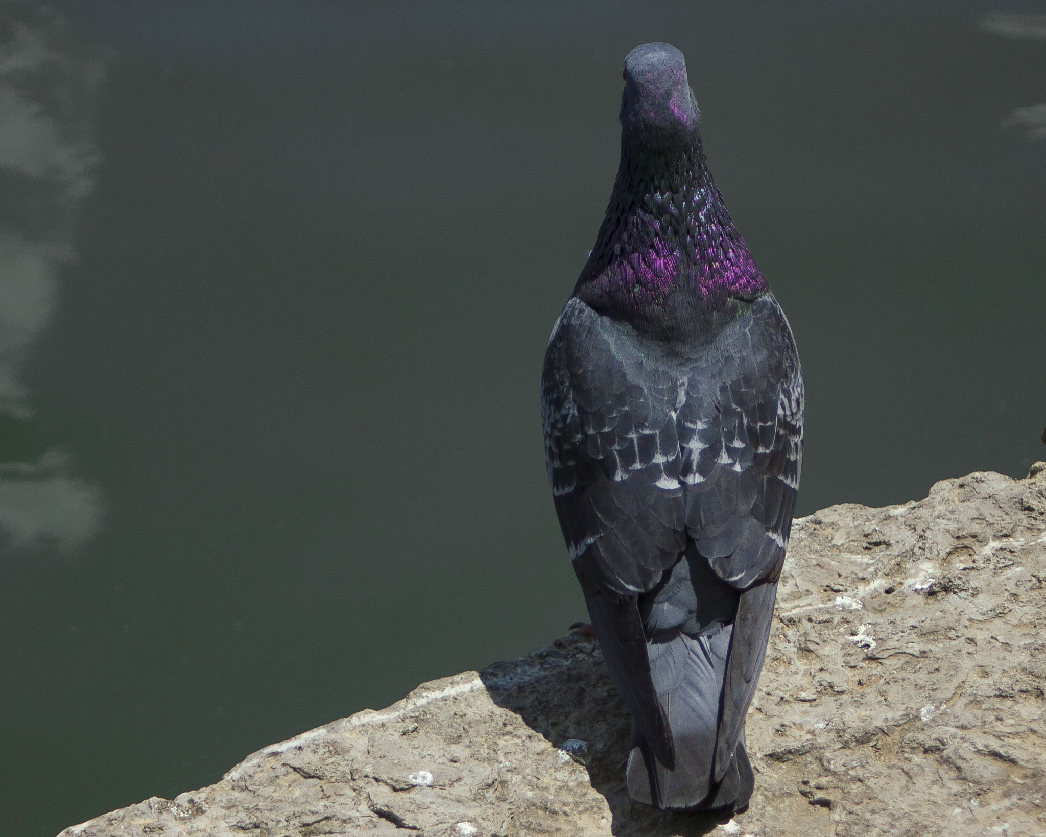 Canon EF 35-80mm f/4-5.6 sample photo. Purple neck photography