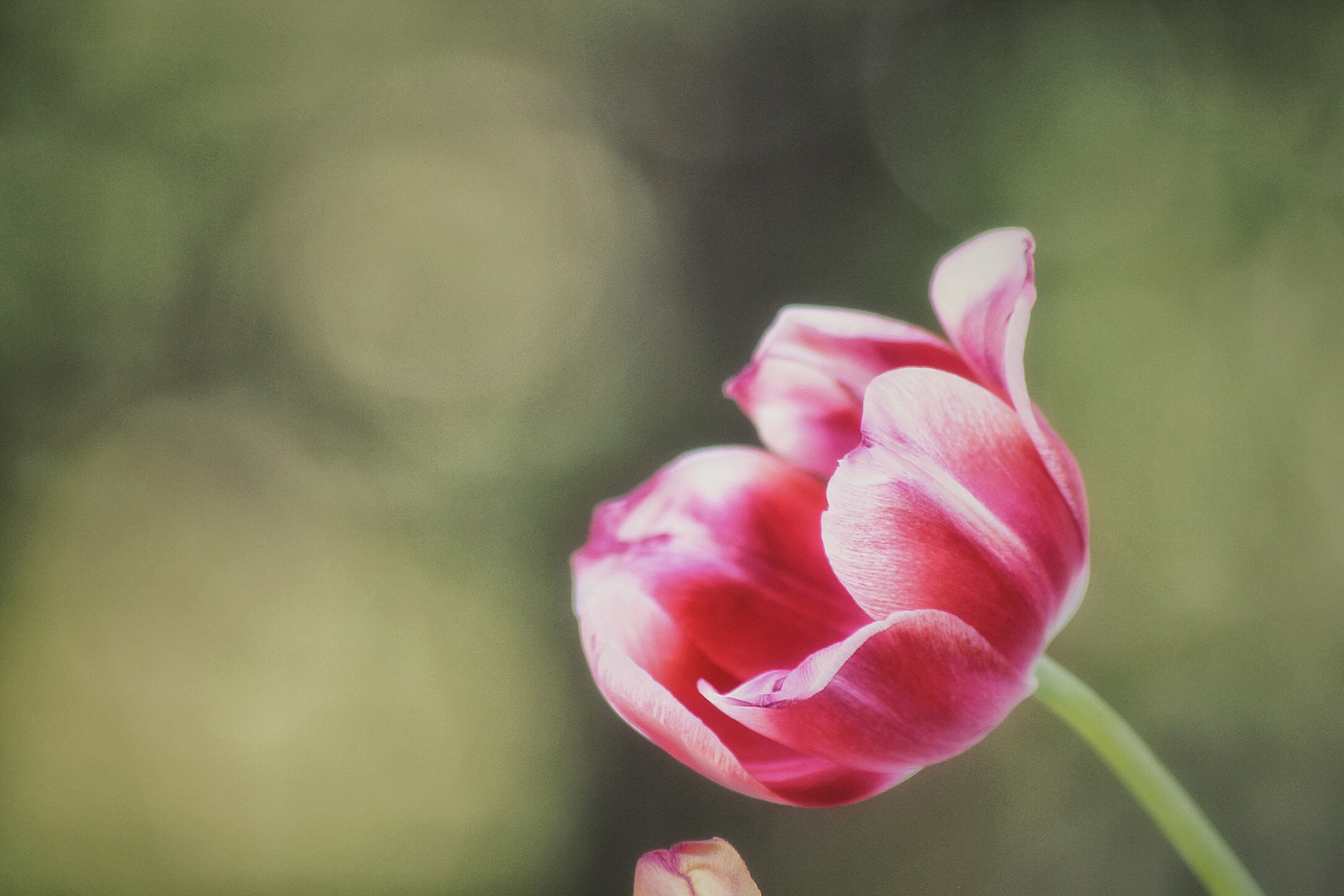 Sigma 70-300mm F4-5.6 APO DG Macro sample photo. Flow-er photography