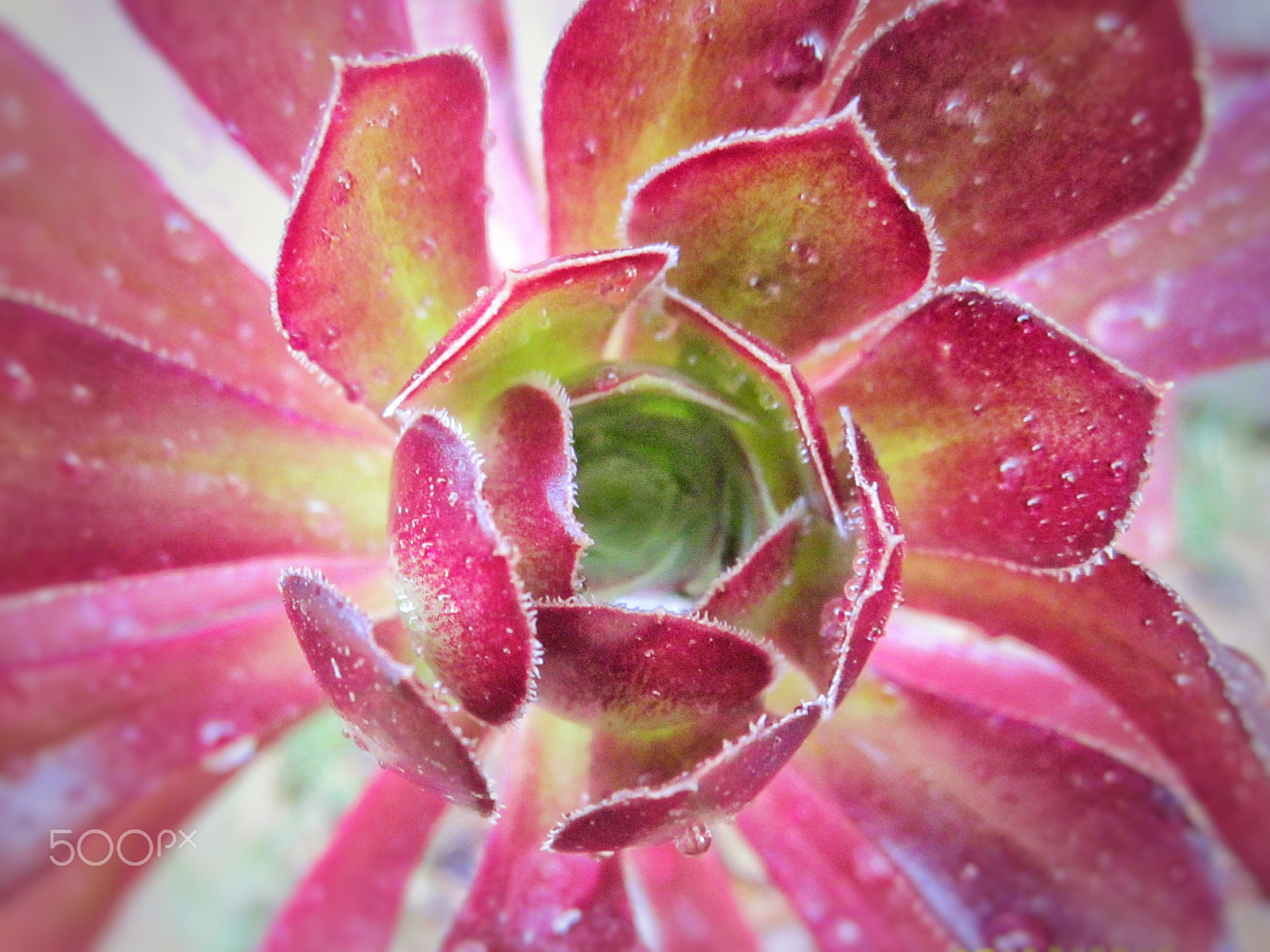 Canon PowerShot A1200 sample photo. Purple cactus  photography