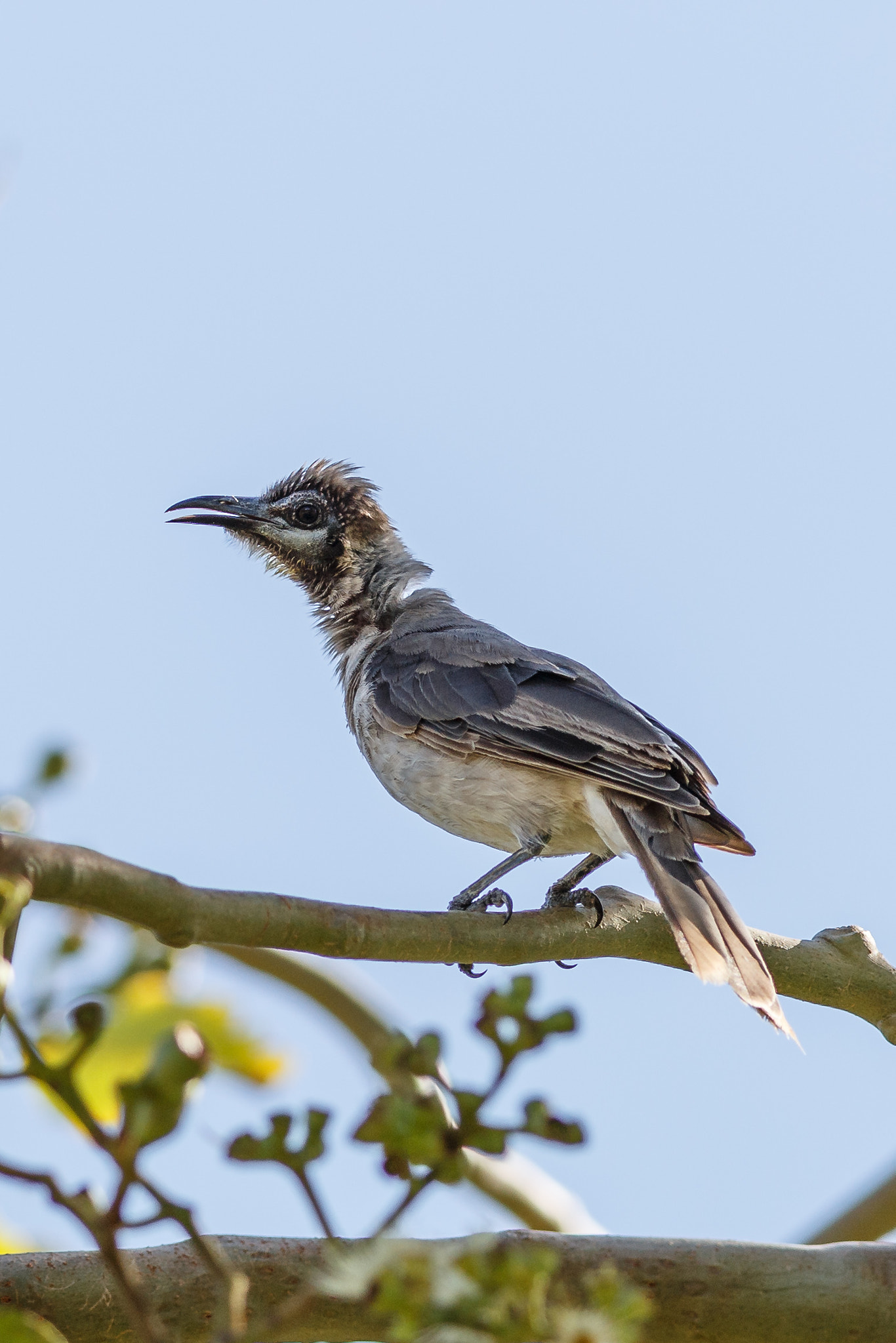 Canon EOS 6D + Canon EF 400mm F5.6L USM sample photo. Juvenile friar bird photography