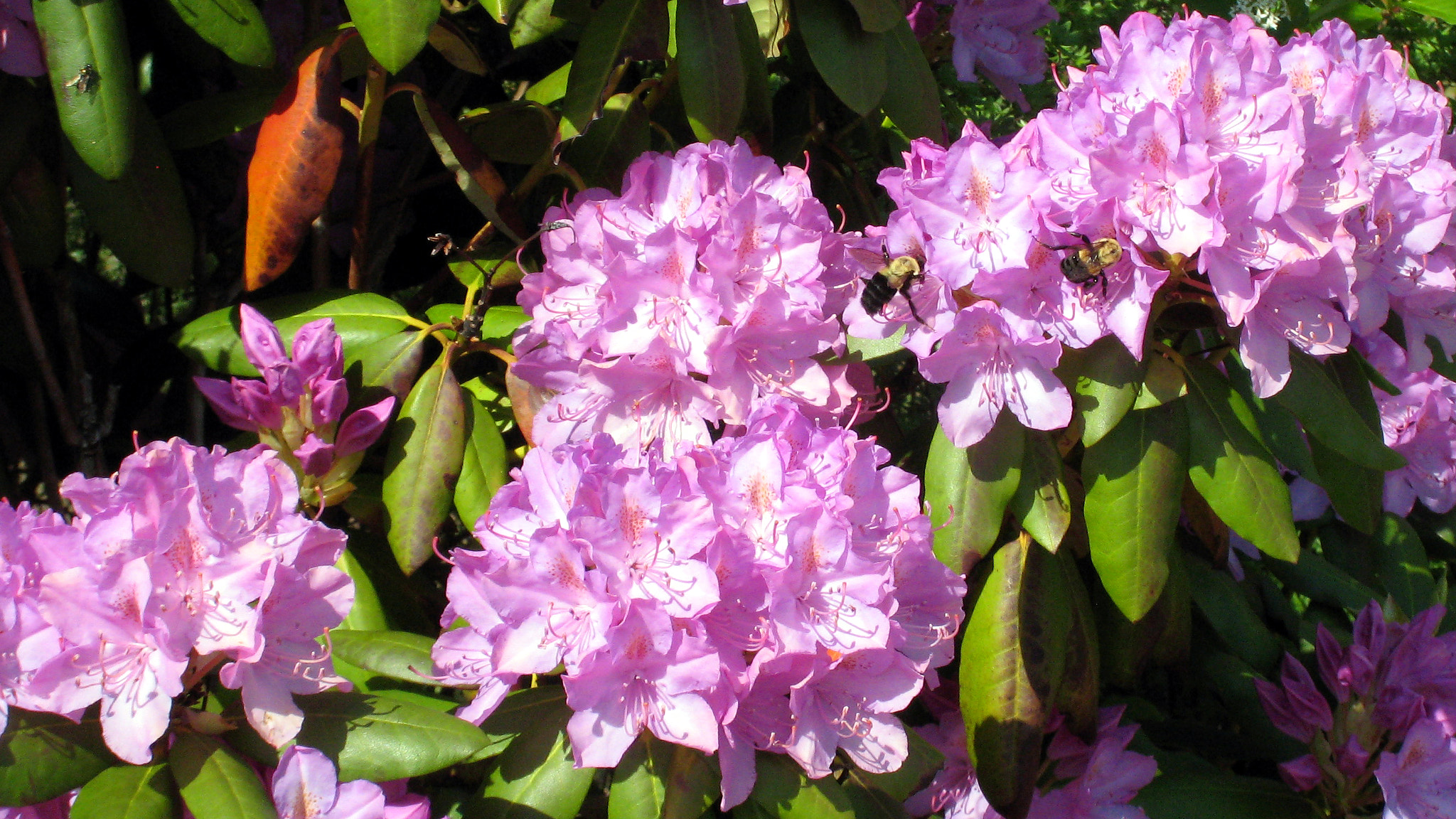 Canon POWERSHOT SD800 IS sample photo. Bees will be bees photography
