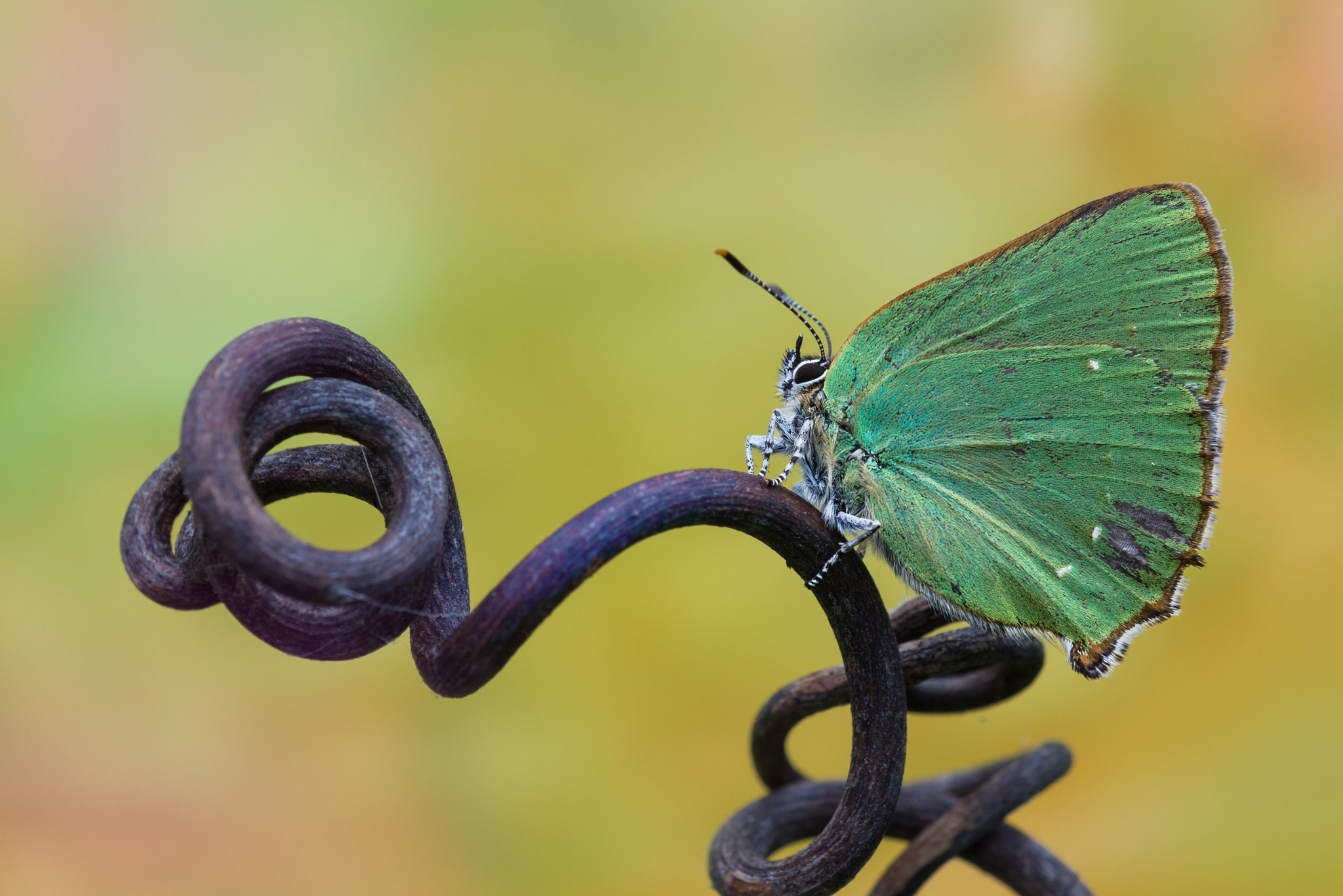 Tamron SP AF 180mm F3.5 Di LD (IF) Macro sample photo. Green hairstreak photography