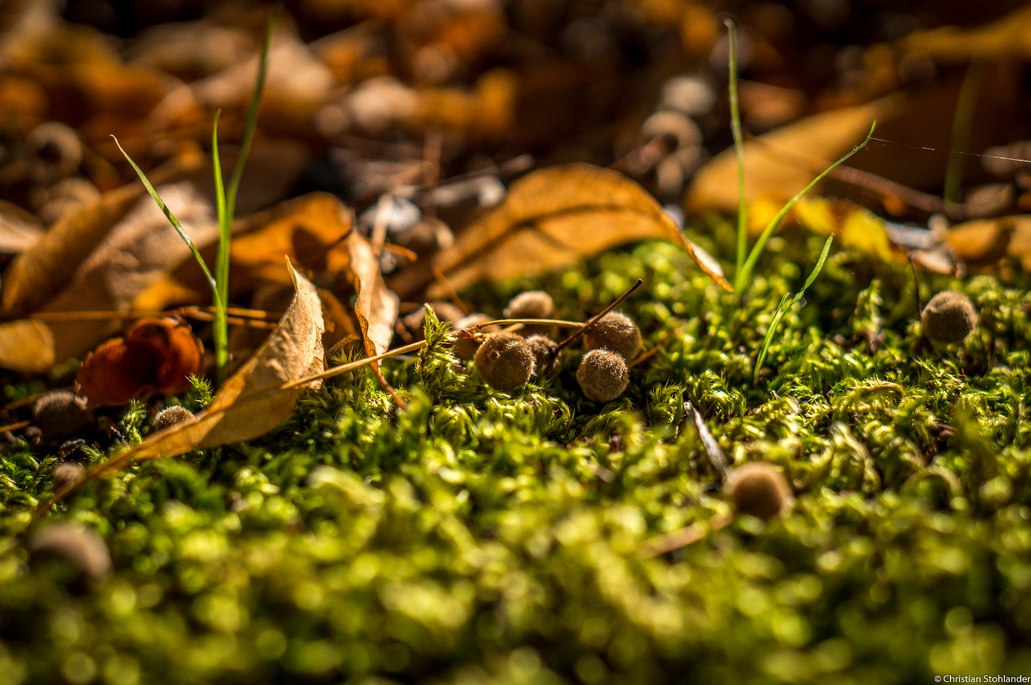 Sony Alpha NEX-3N + E 50mm F1.8 OSS sample photo. Höstmacro photography