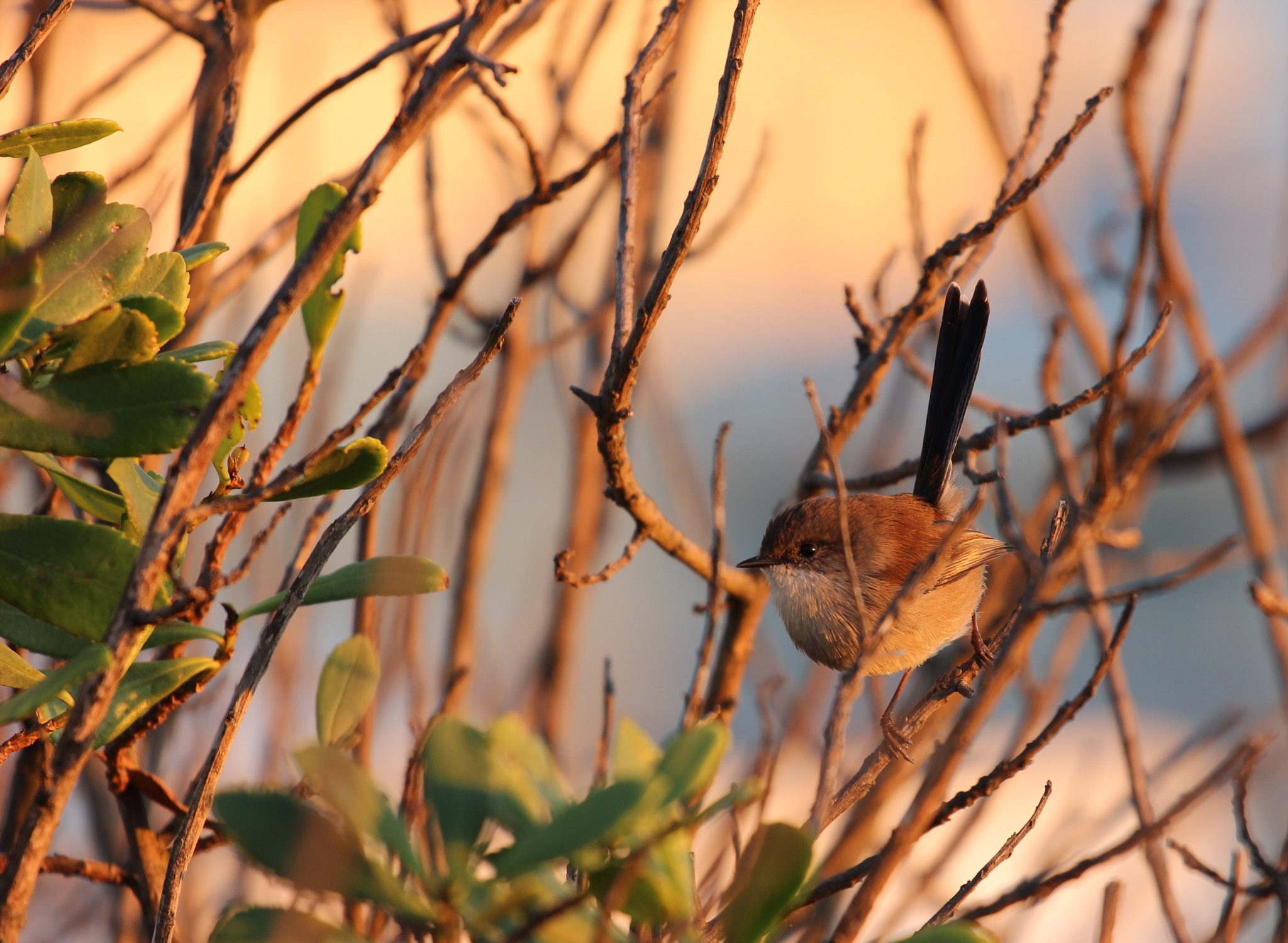 Canon EOS 600D (Rebel EOS T3i / EOS Kiss X5) + Canon EF 70-200mm F4L USM sample photo. Superb fairy wren at dusk photography