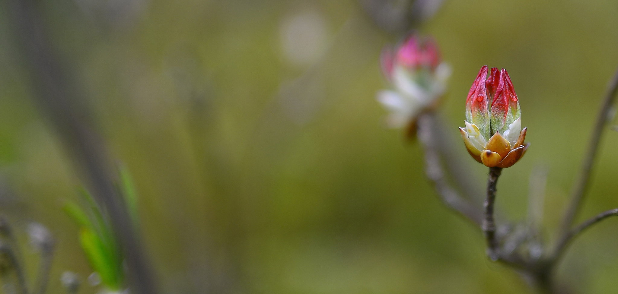 Nikon Df + Sigma 50mm F1.4 DG HSM Art sample photo. Bright red in the last wintery contorsions photography