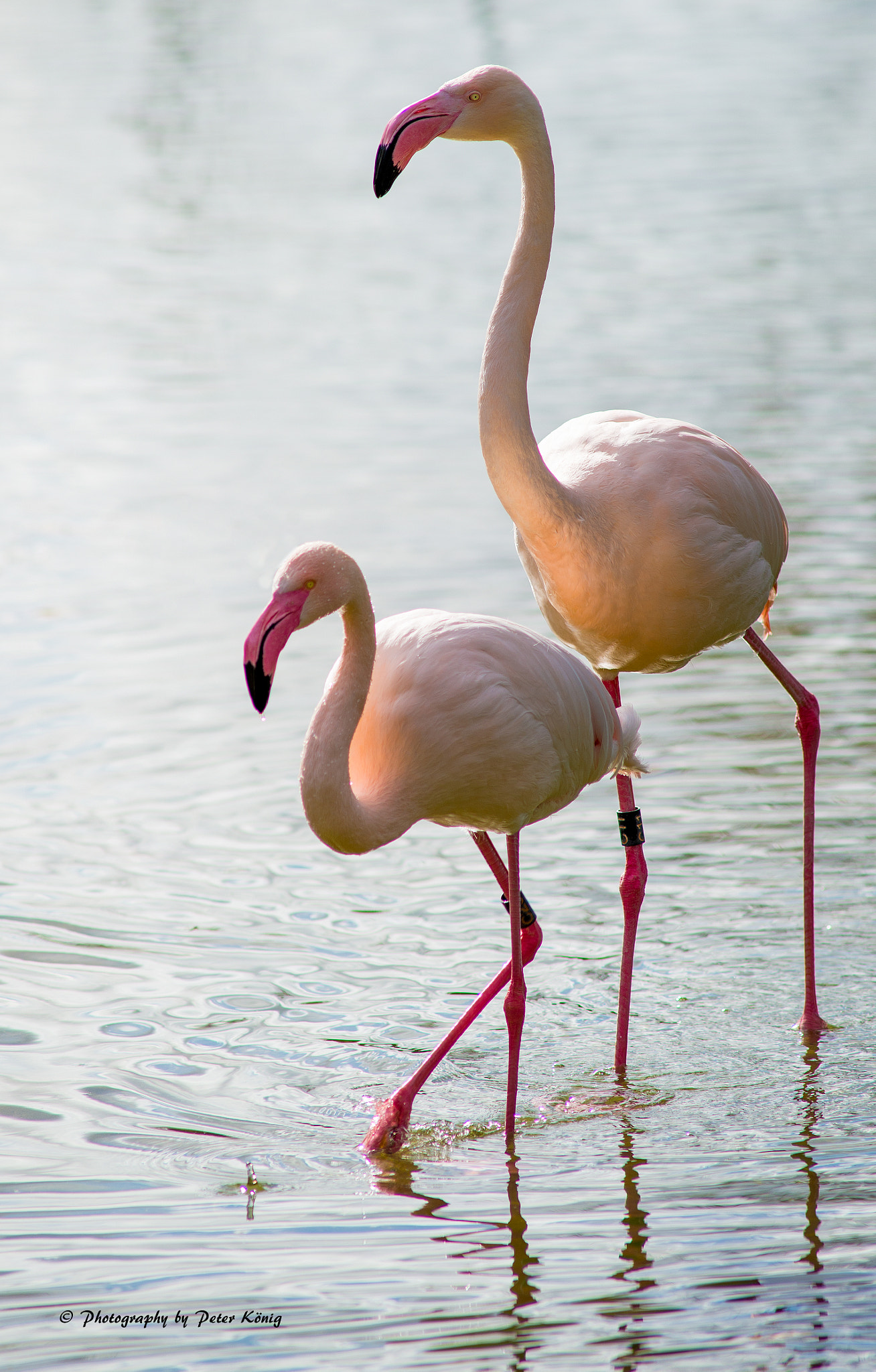 AF Nikkor 300mm f/4 IF-ED sample photo. Flamingo photography