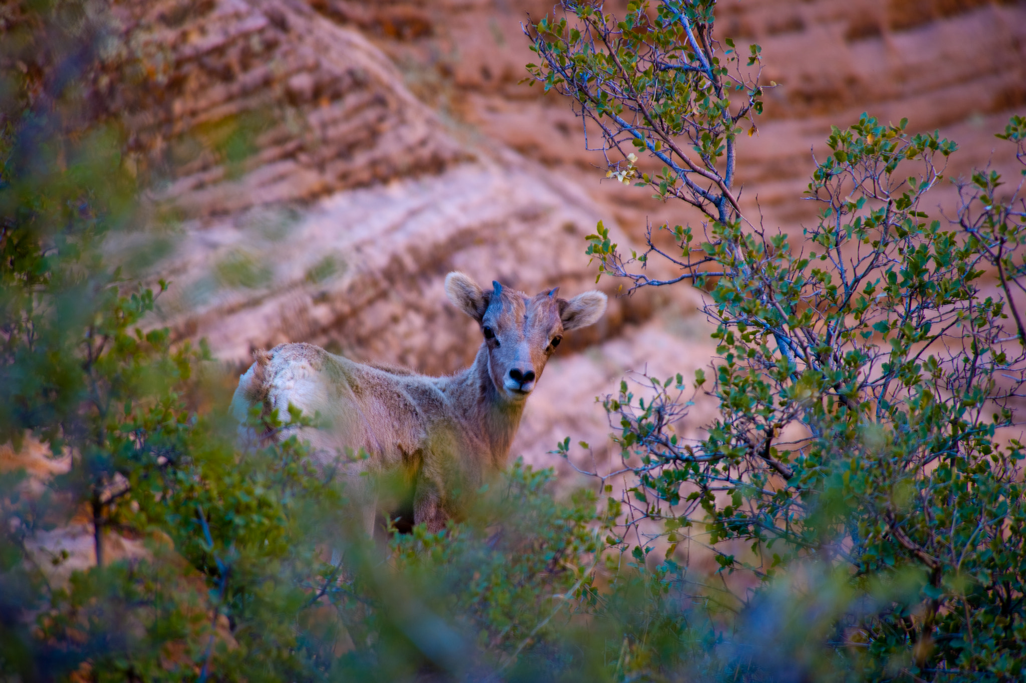 Nikon D3S sample photo. -6909.jpg photography