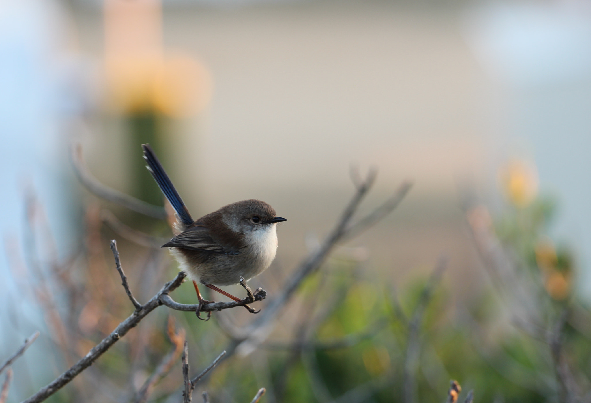 Canon EOS 600D (Rebel EOS T3i / EOS Kiss X5) + Canon EF 70-200mm F4L USM sample photo. Superb fairy wren daytime happy photography