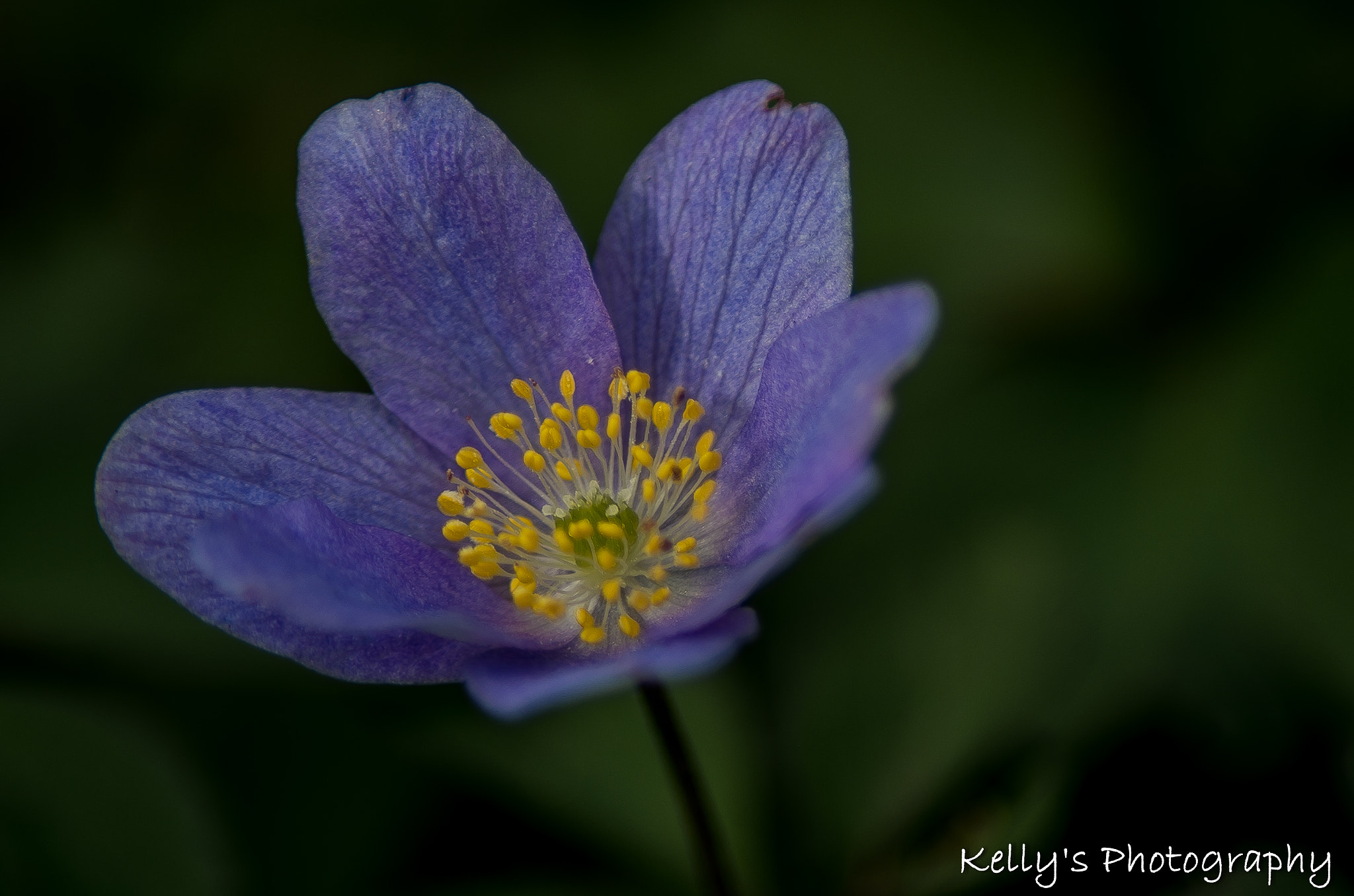 Pentax K-50 + Tamron AF 70-300mm F4-5.6 Di LD Macro sample photo. Wood anemone photography