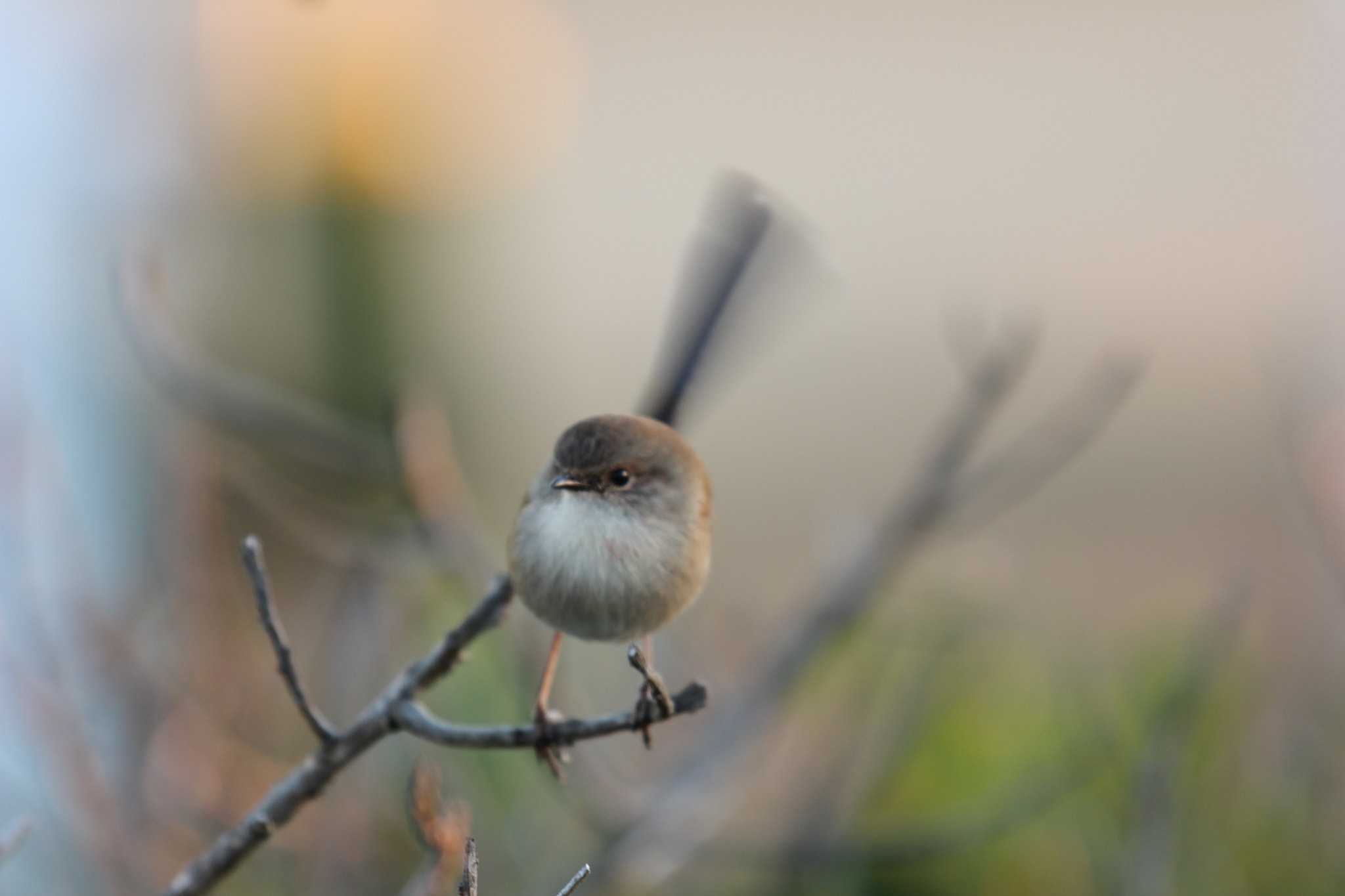Canon EOS 600D (Rebel EOS T3i / EOS Kiss X5) + Canon EF 70-200mm F4L USM sample photo. Angry fairy wren not happy photography
