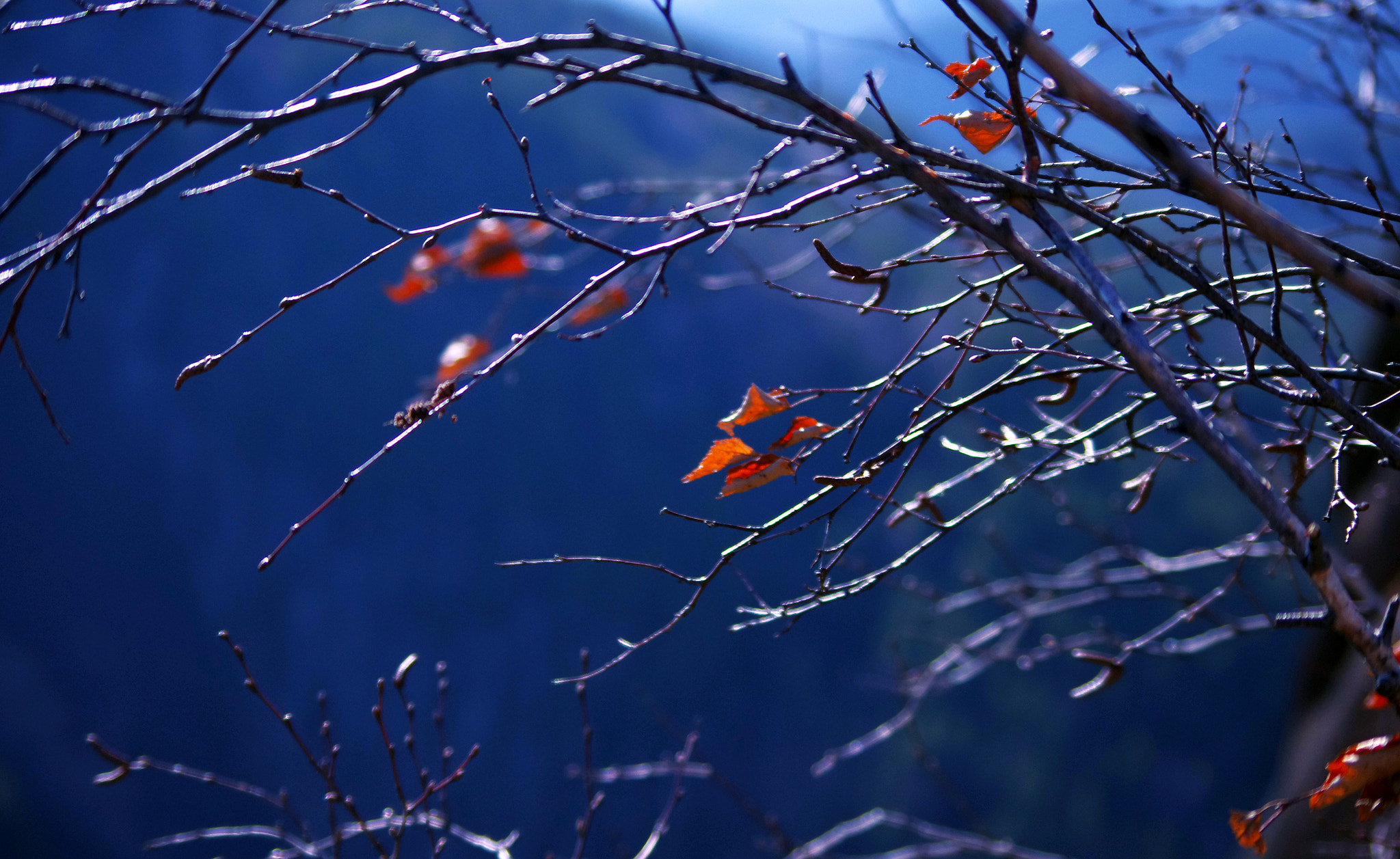 Samsung/Schneider D-XENON 50-200mm F4-5.6 sample photo. Springfalllight photography