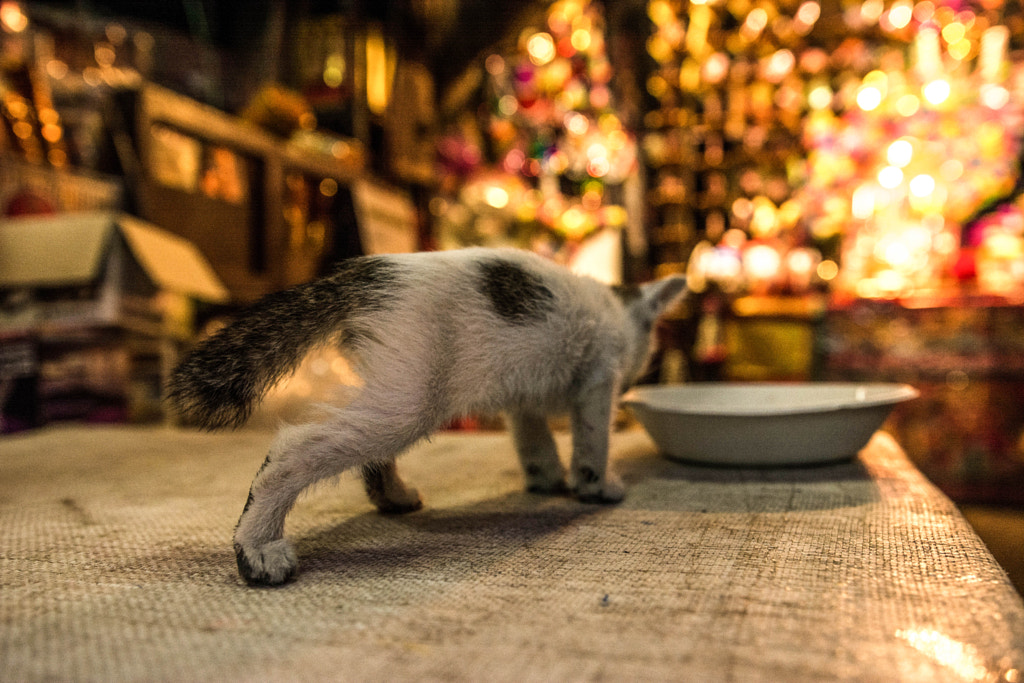 Kitty go to the light by Saya?bandith Souvanthong on 500px.com