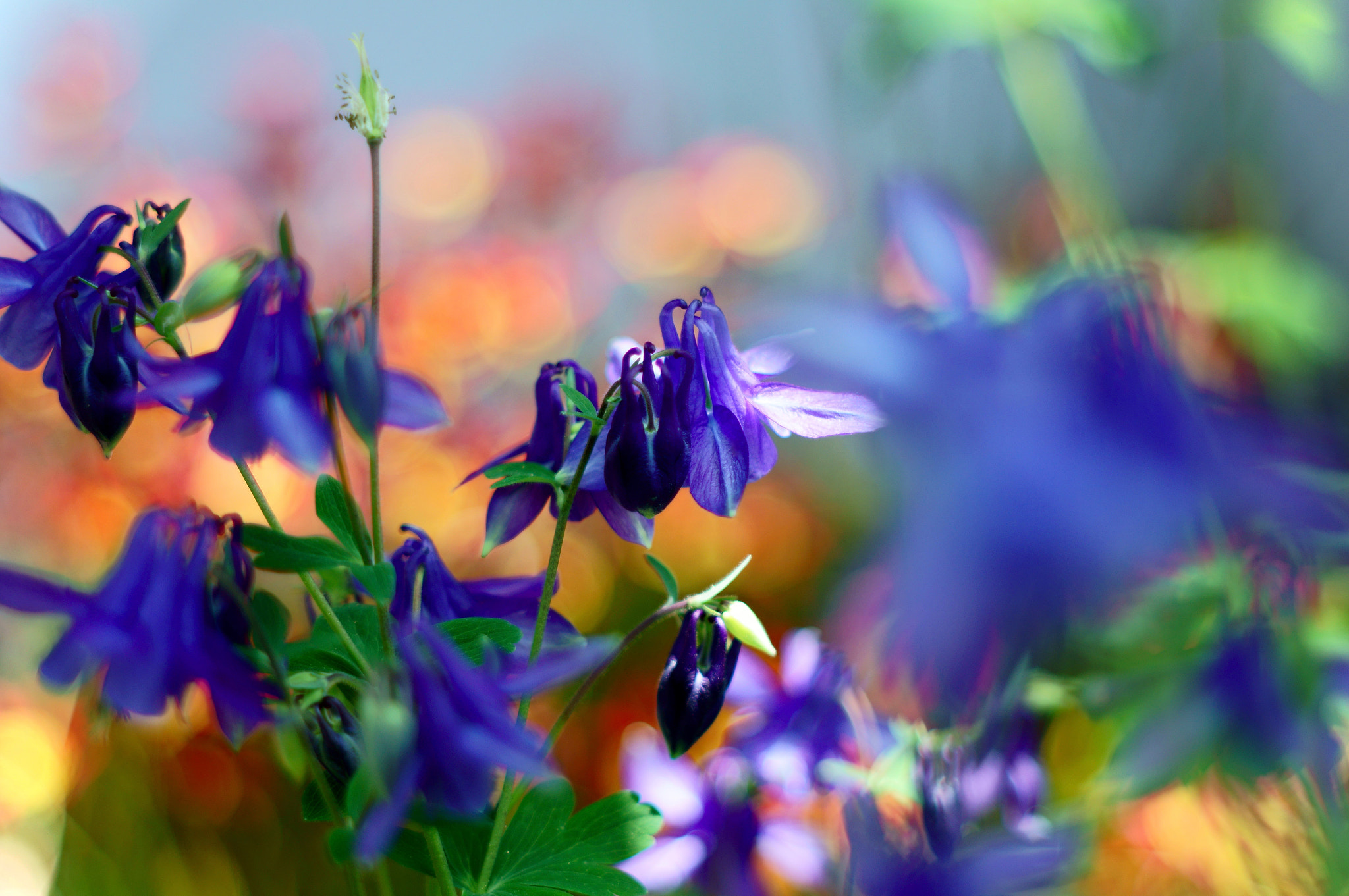 Sony SLT-A55 (SLT-A55V) + Minolta AF 50mm F1.7 sample photo. Aquilegia -odamaki- (old lens) photography