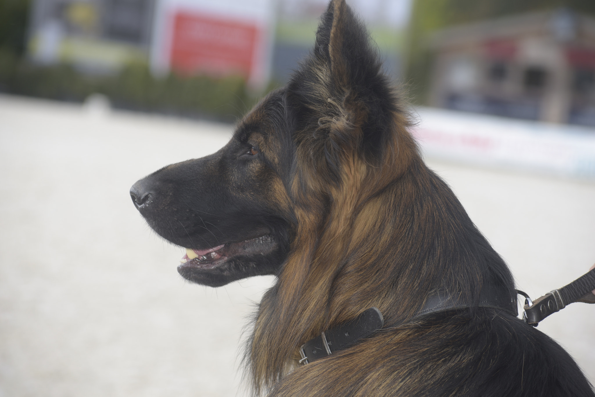 Nikon D750 + AF Nikkor 70-210mm f/4-5.6 sample photo. German shepherd dog, long haired photography