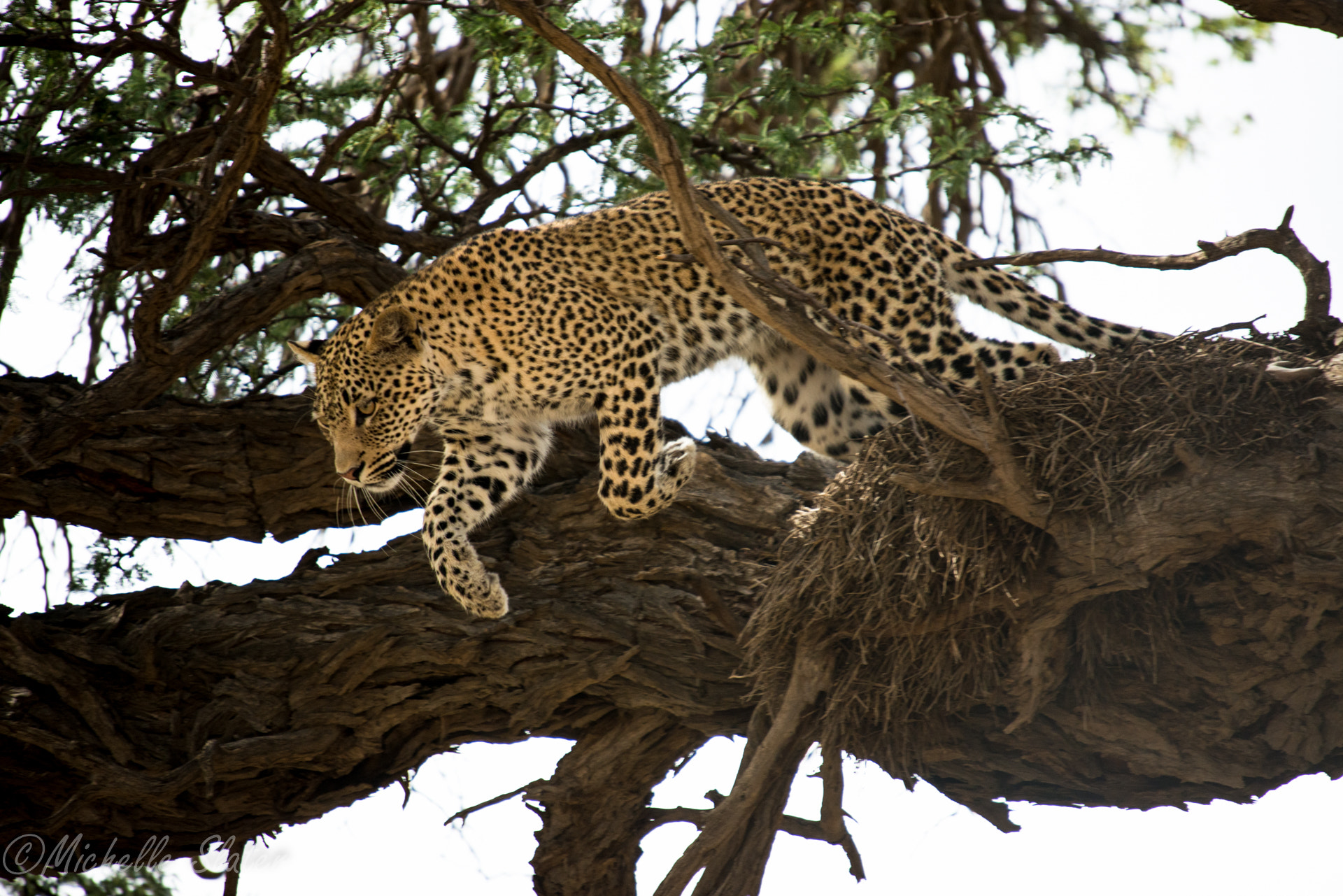 Sigma 50-500mm F4-6.3 EX APO RF HSM sample photo. Pounce photography