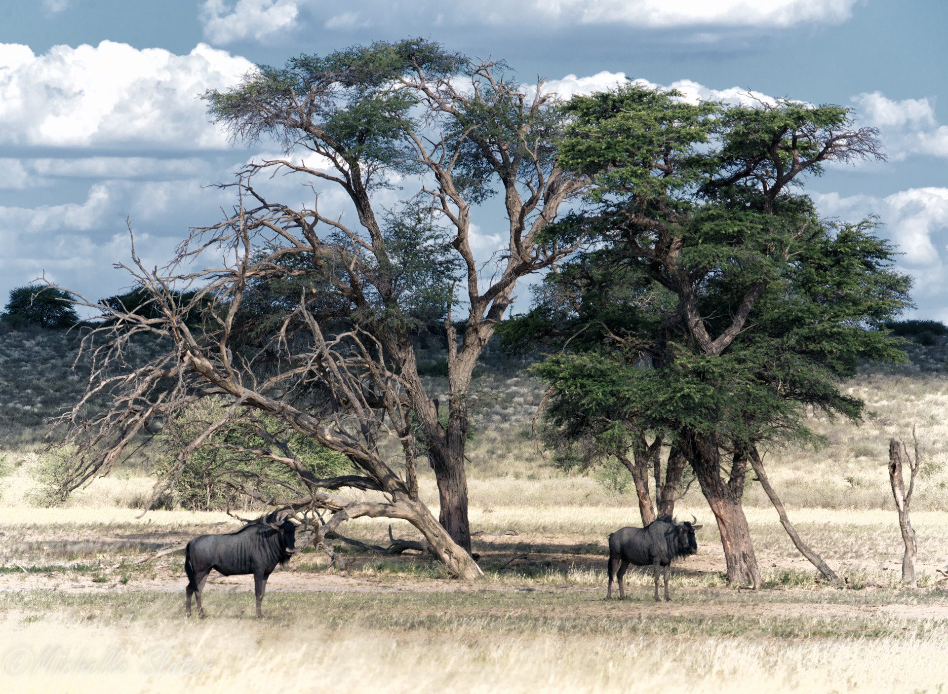 Sigma 50-500mm F4-6.3 EX APO RF HSM sample photo. Kalahari scene photography