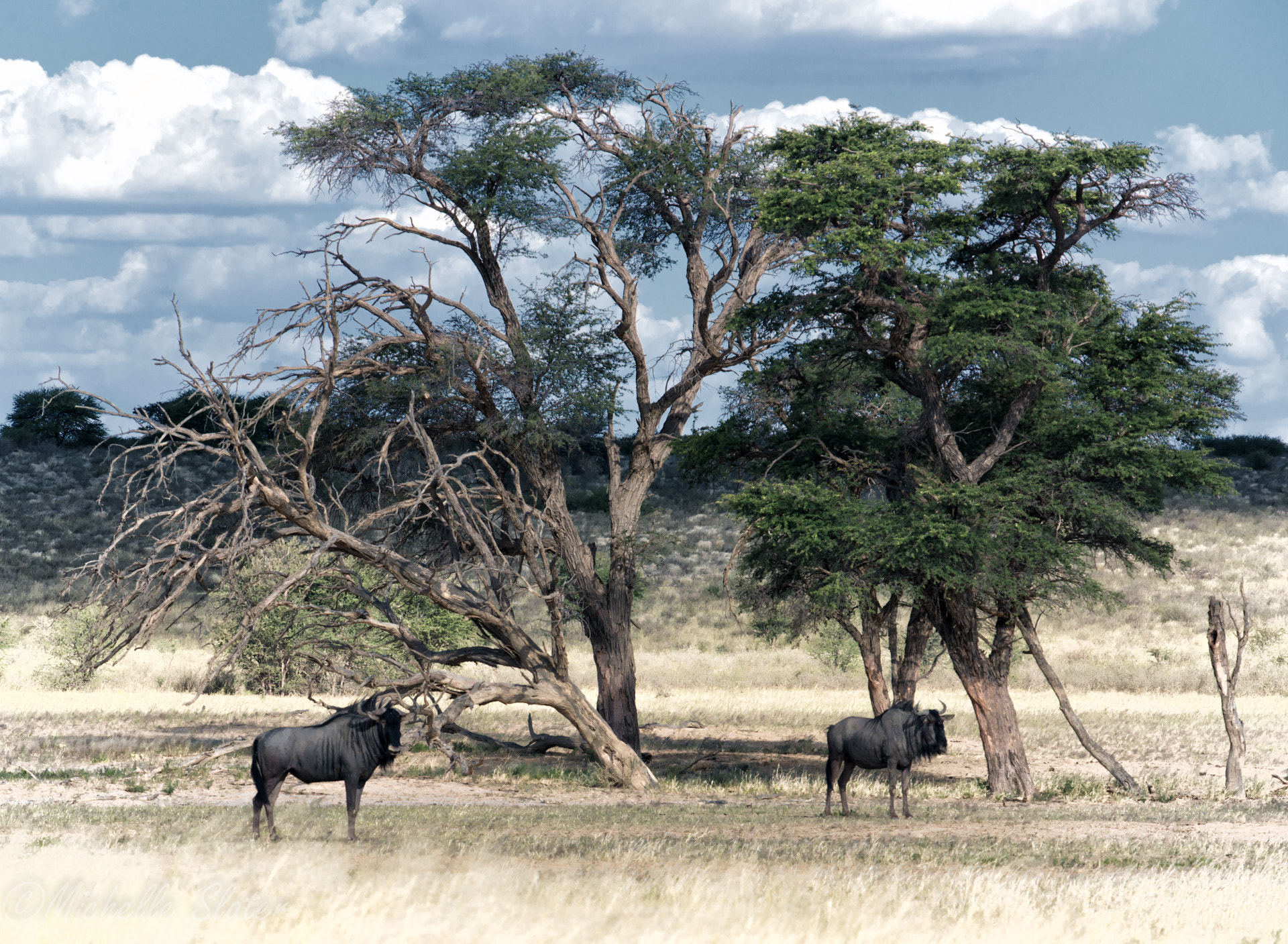 Nikon D800 + Sigma 50-500mm F4-6.3 EX APO RF HSM sample photo. Kalahari scene photography