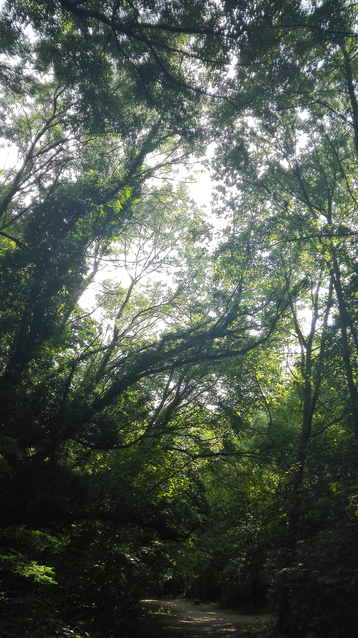 HUAWEI Che2-L11 sample photo. Green power #1 photography