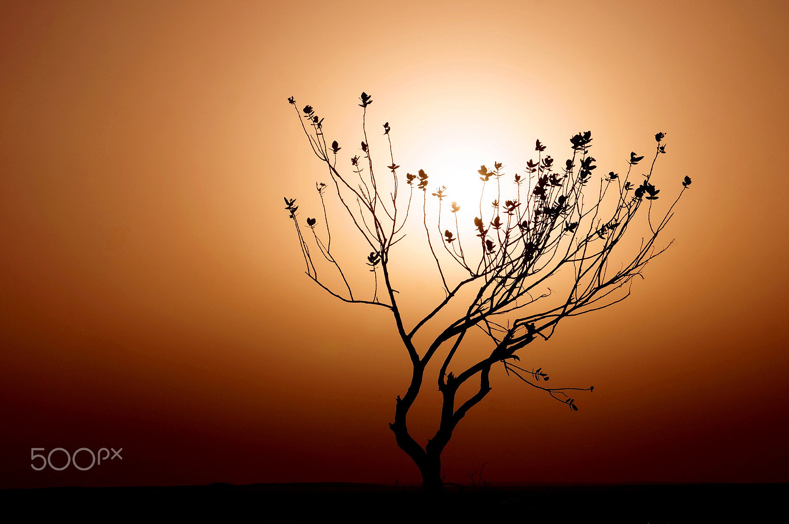 Sony Alpha NEX-5R sample photo. Indian dessert tree photography