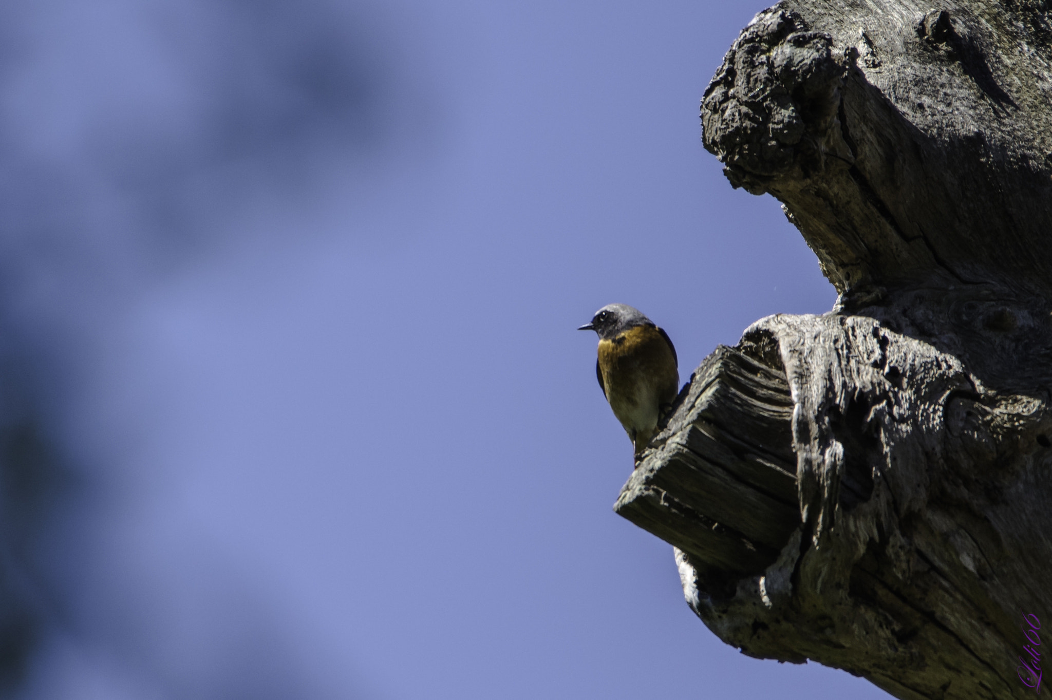 Sigma 70-200mm F2.8 EX DG OS HSM sample photo. Cazado! photography