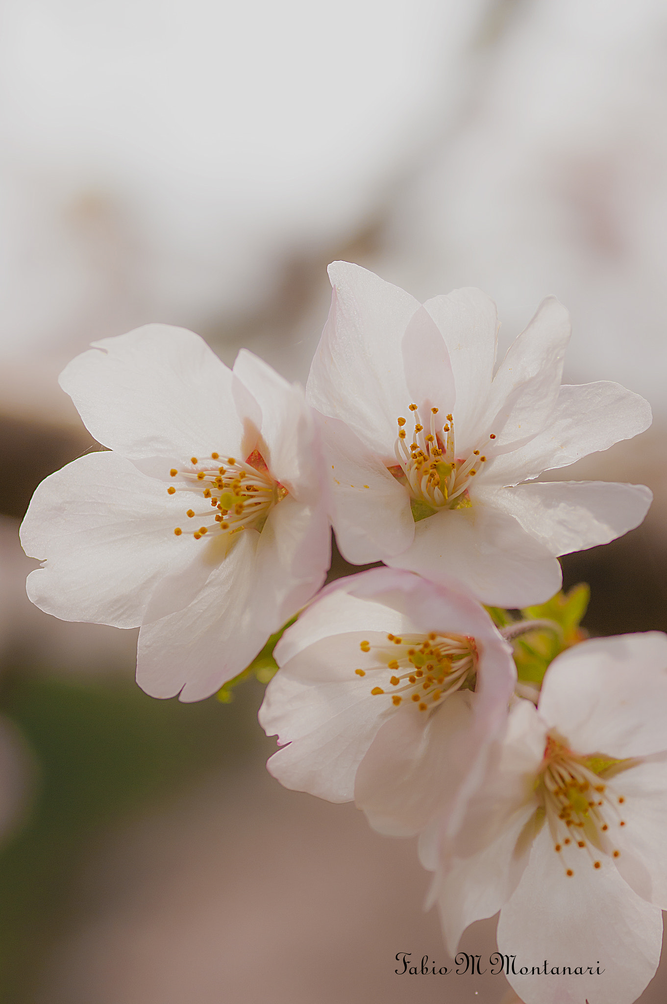 Pentax K-7 + smc PENTAX-FA Macro 100mm F2.8 sample photo. Sakura photography