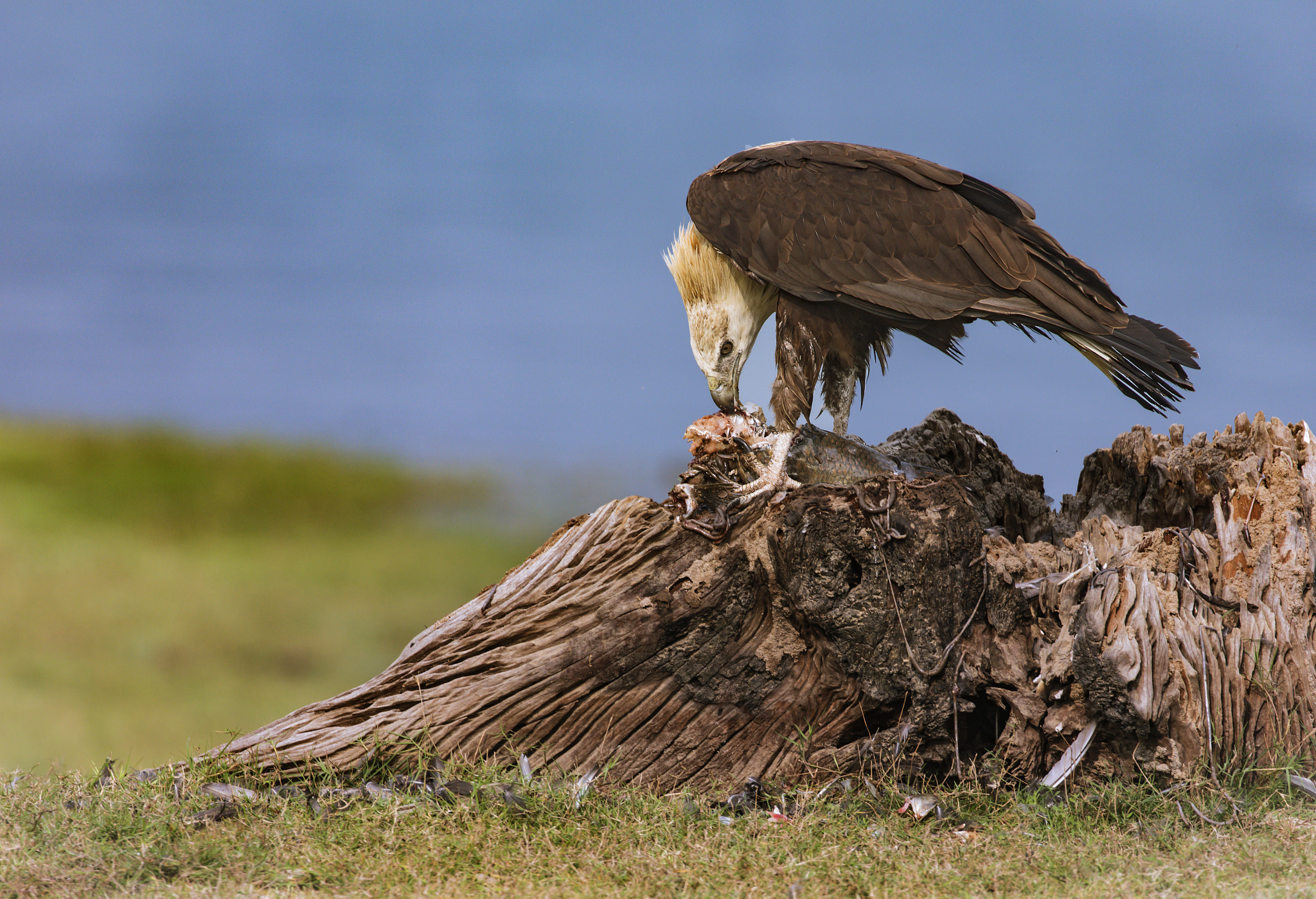 Canon EF 100-400mm F4.5-5.6L IS II USM sample photo. Pallas fish eagle photography