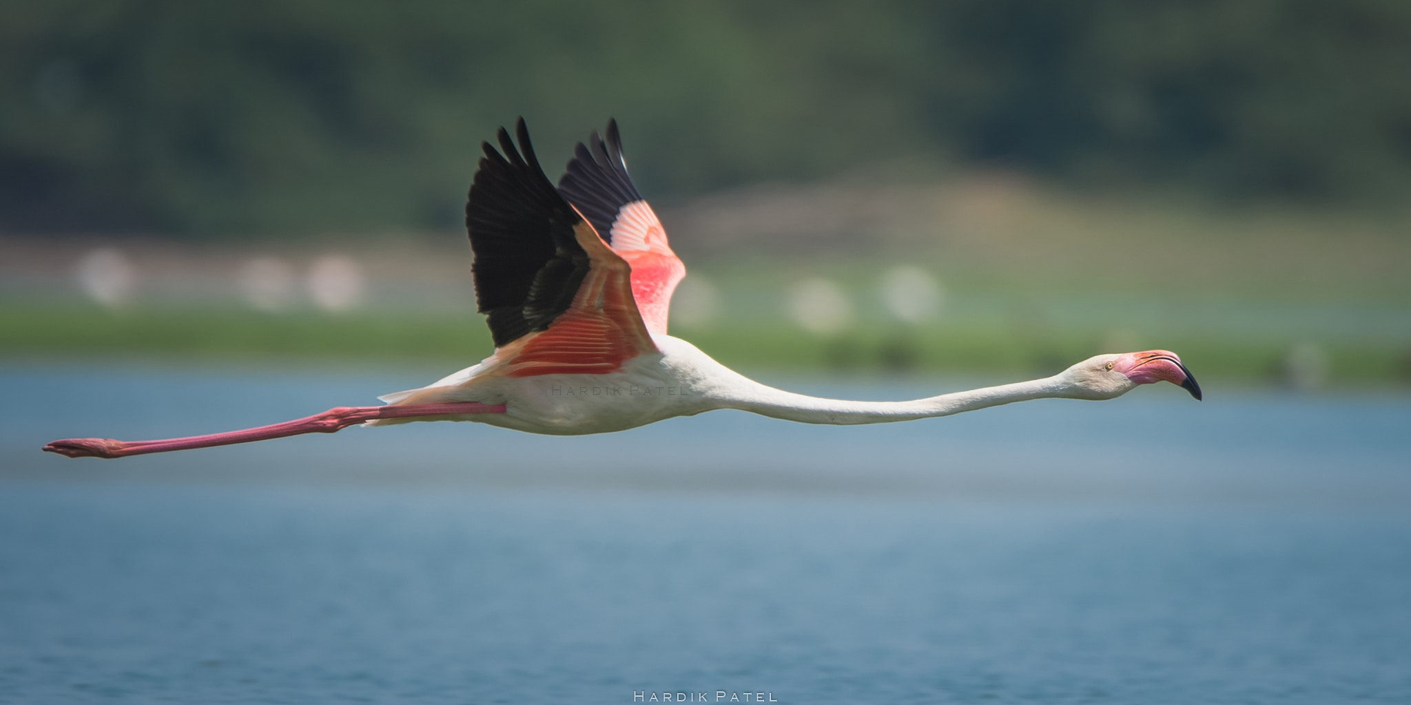 Nikon D4S sample photo. The flight photography