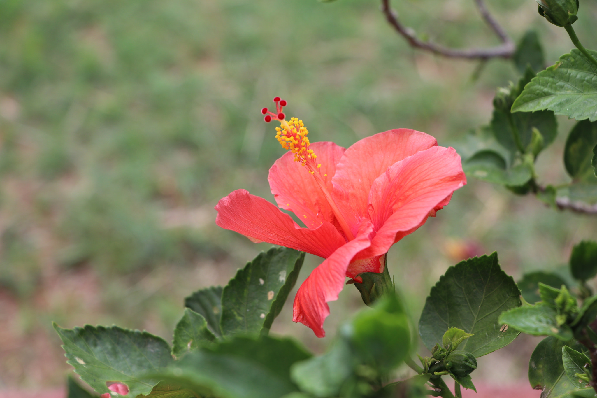 Canon EF-S 18-135mm F3.5-5.6 IS USM sample photo. Hibiscus photography