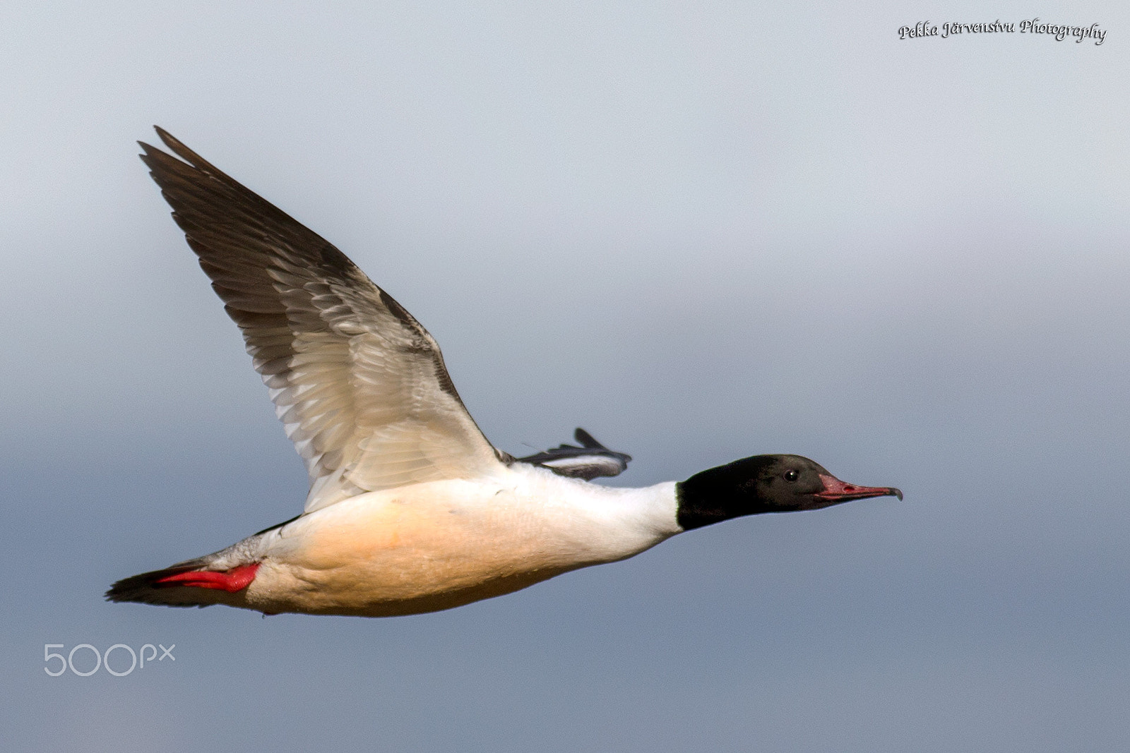 Canon EF 300mm f/2.8L + 1.4x sample photo. Goosander photography