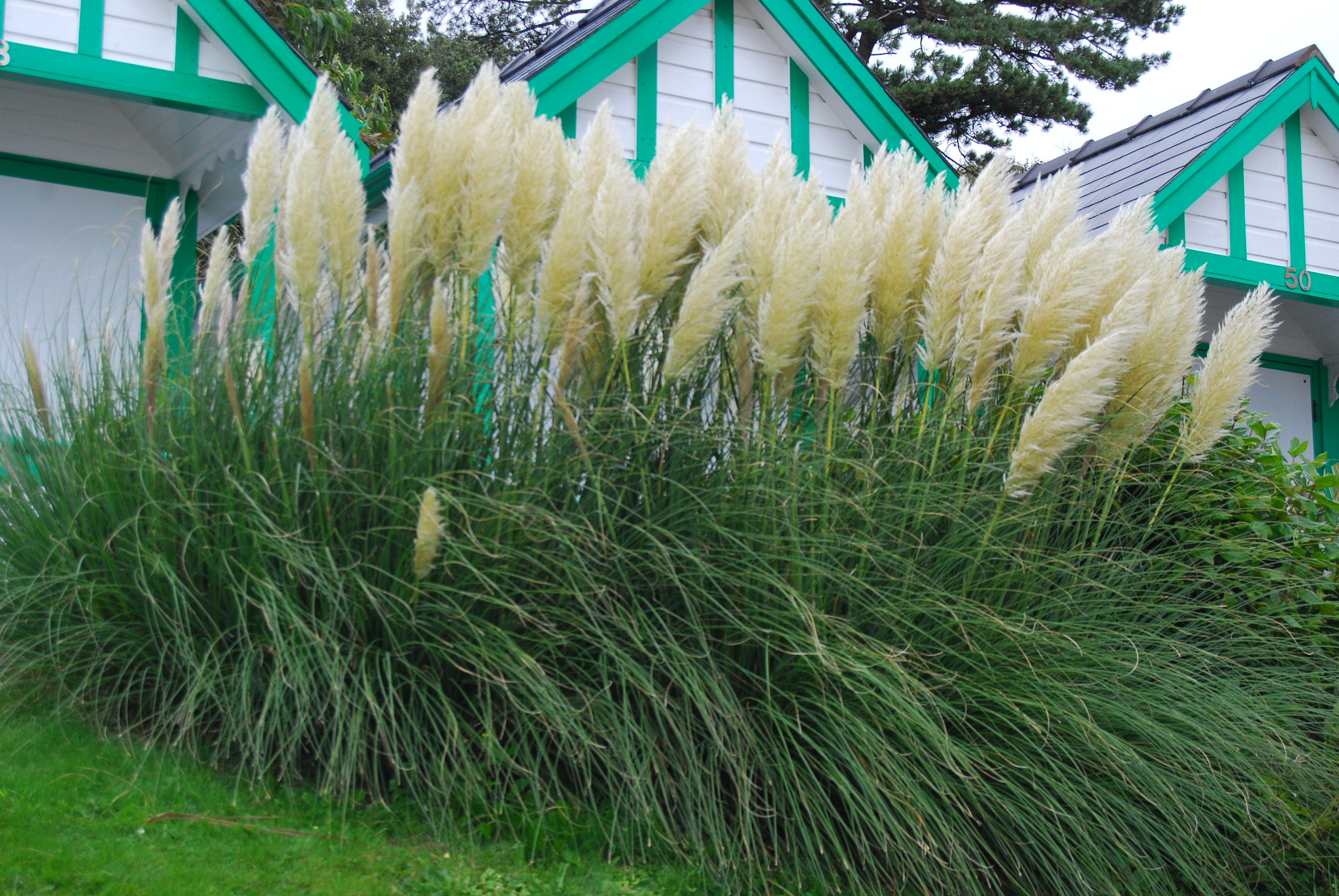 Nikon D40X + AF-S DX Zoom-Nikkor 18-55mm f/3.5-5.6G ED sample photo. Pampas grass blowing in the wind photography