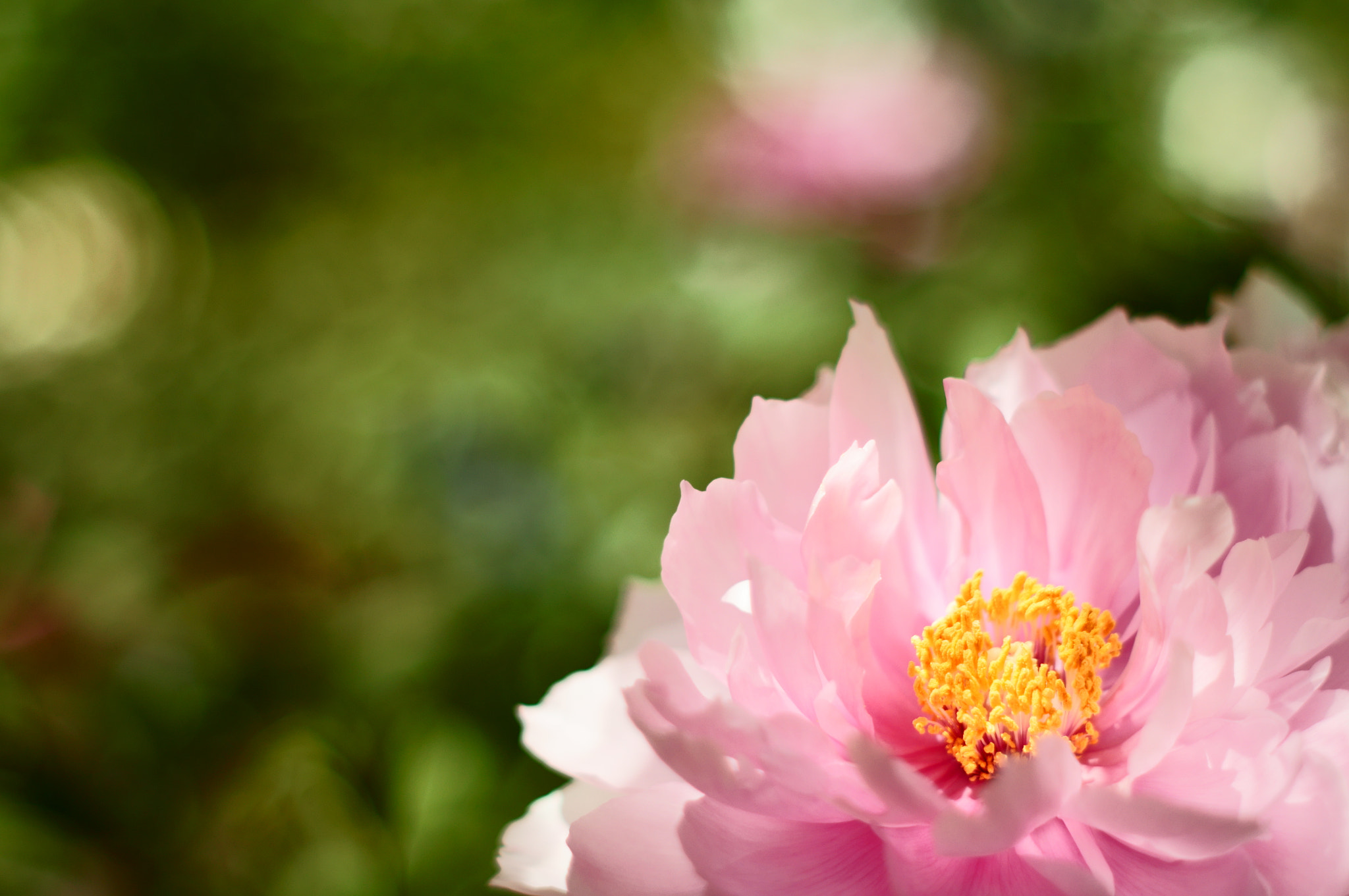 Sony SLT-A55 (SLT-A55V) sample photo. Paeoniaceae (pink 2) (old lens) photography