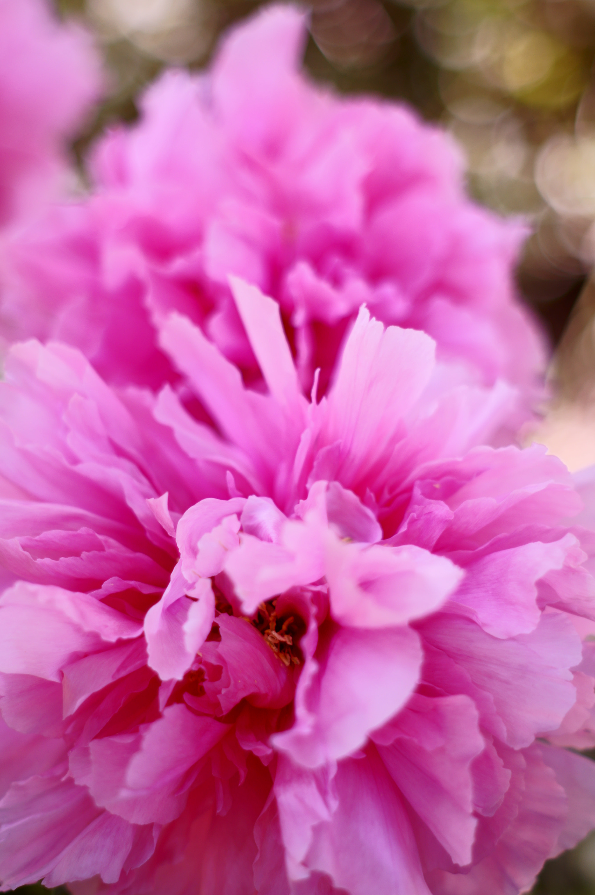 Sony SLT-A55 (SLT-A55V) + Minolta AF 50mm F1.7 sample photo. Paeoniaceae (pink 1) (old lens) photography