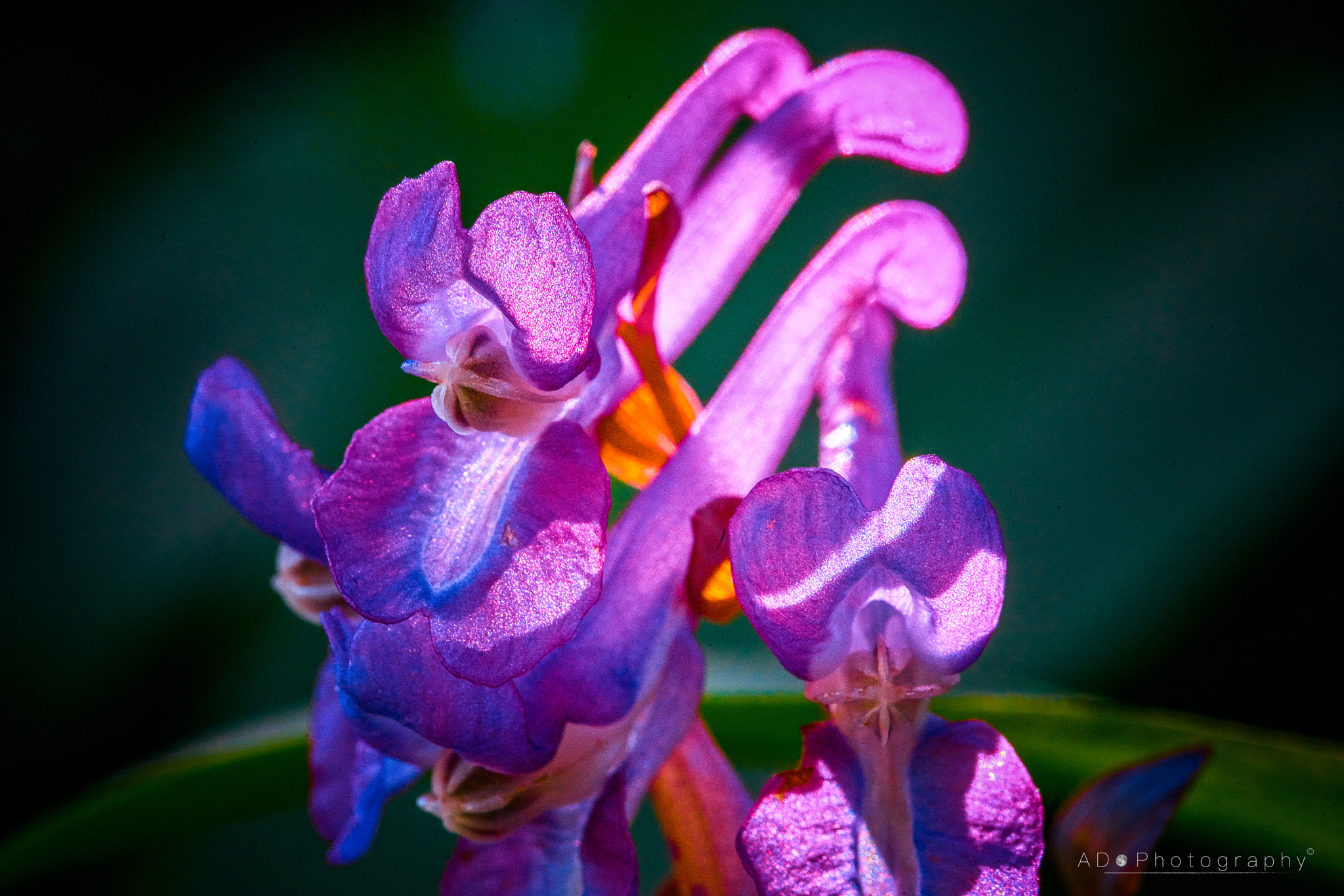 100mm F2.8 G SSM OSS sample photo. Corydalis cava photography