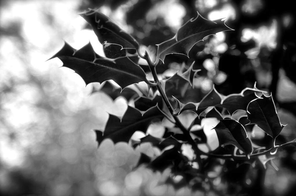Pentax K-x + Sigma sample photo. Pope garden @ vatican city photography
