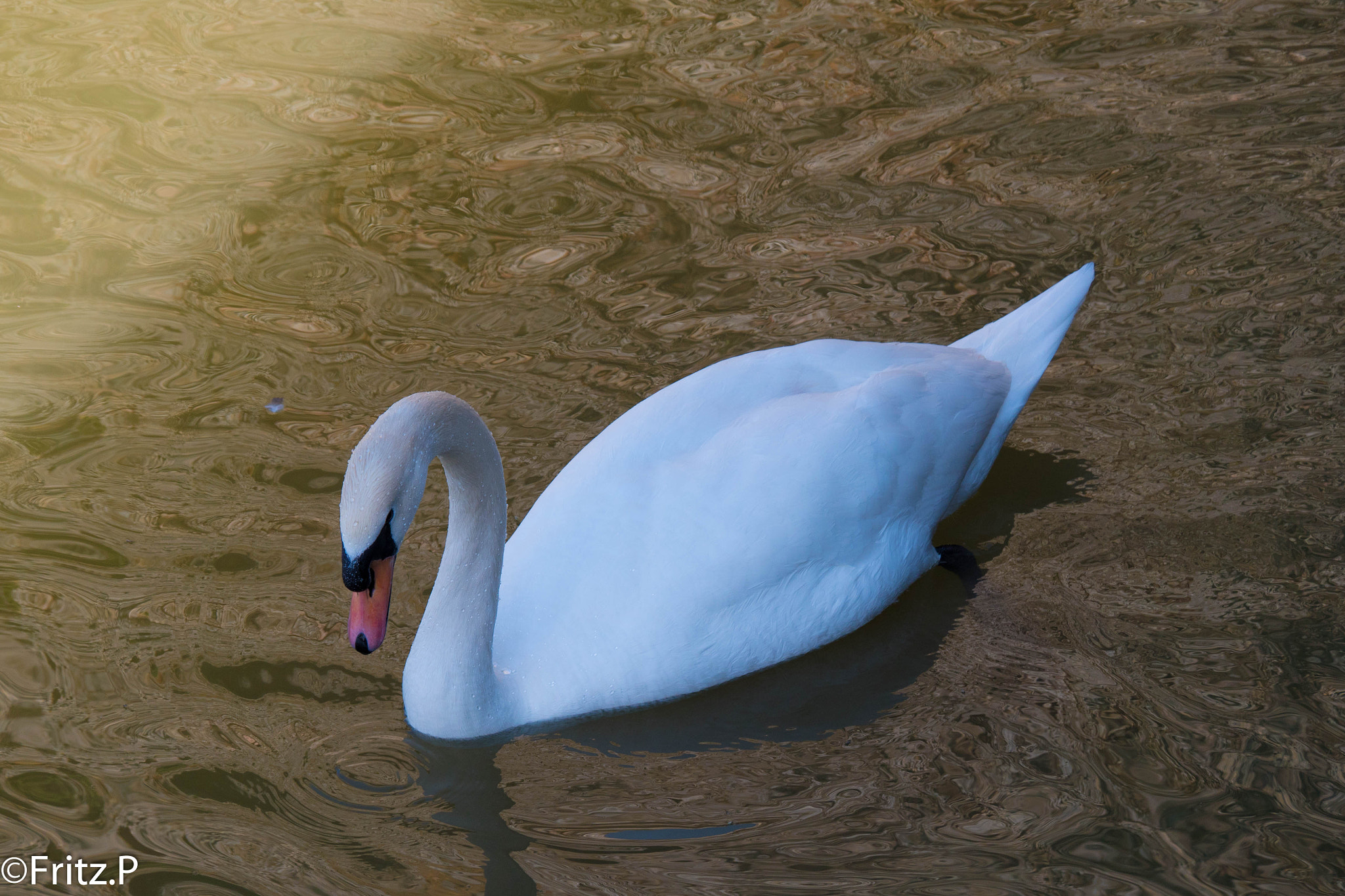 Panasonic Lumix DMC-GH4 sample photo. Cygne photography