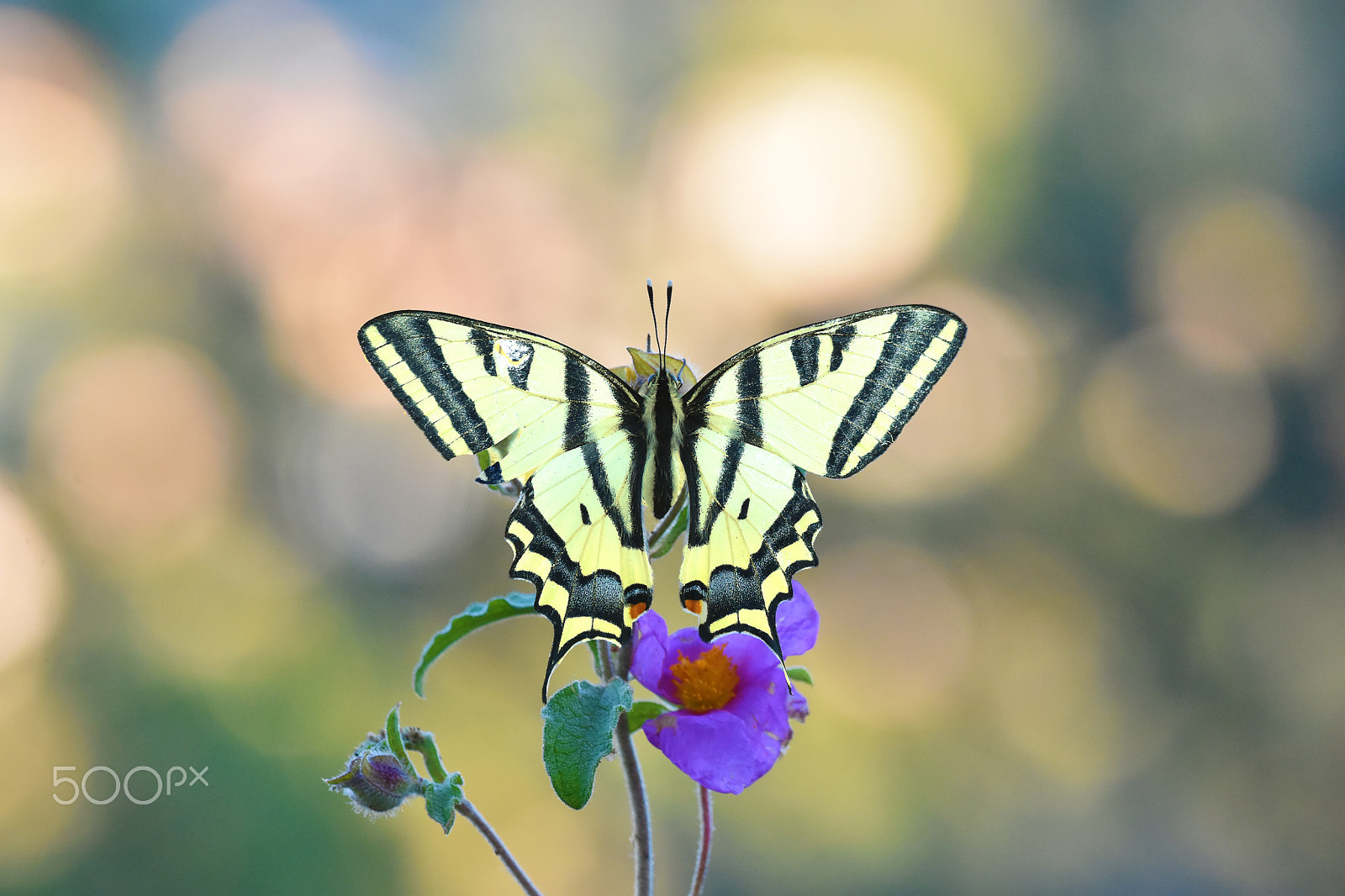 Nikon D7200 + Nikon AF Nikkor 20mm F2.8D sample photo. Papilio alexanor photography