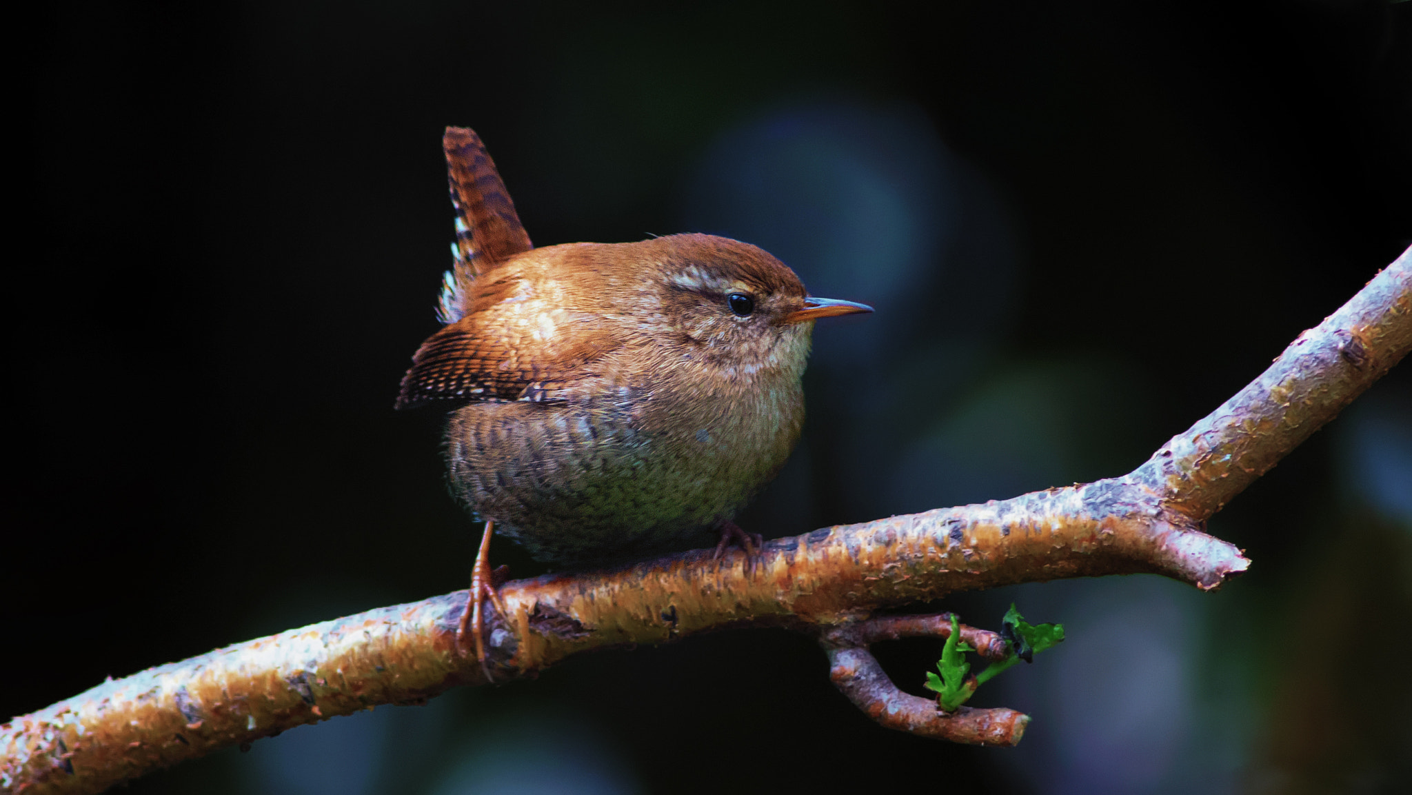 Canon EOS 700D (EOS Rebel T5i / EOS Kiss X7i) + Canon EF 400mm F5.6L USM sample photo. Wren (troglodytes troglodytes) photography