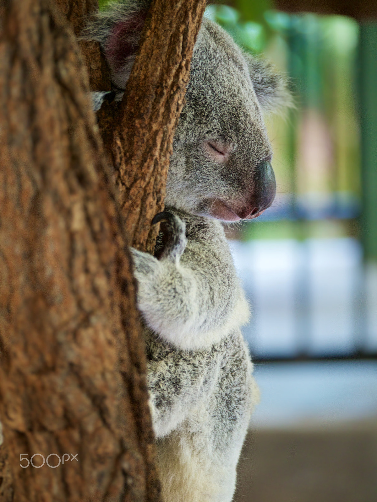 Olympus OM-D E-M5 sample photo. Asleep on the job photography