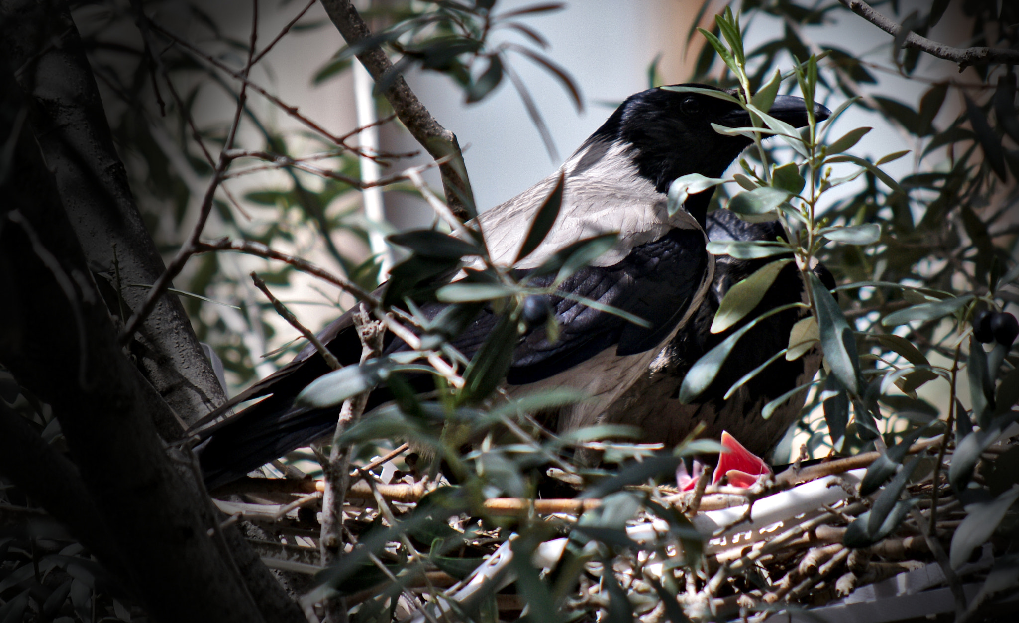 Pentax K-7 sample photo. Crows family photography
