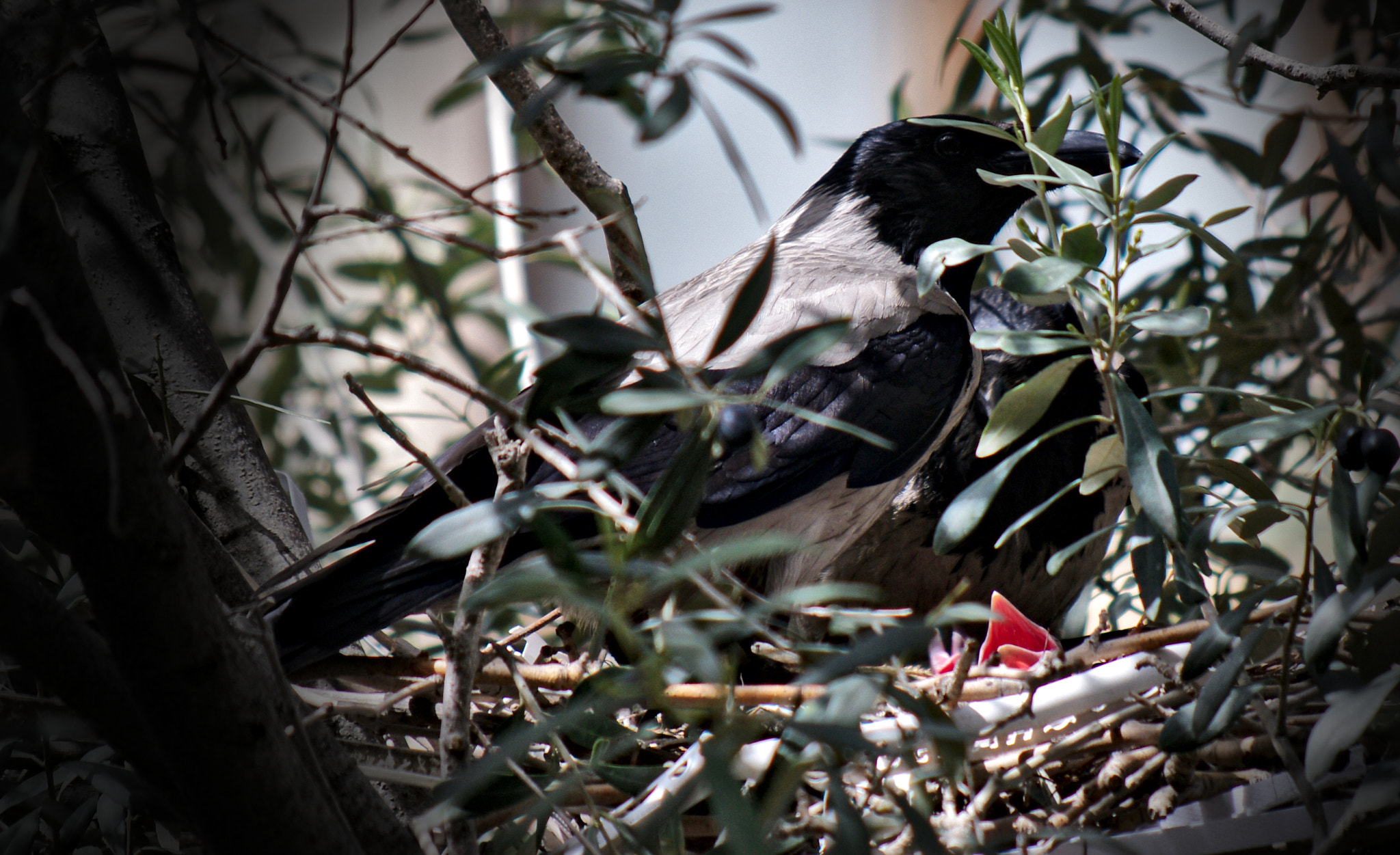 Pentax smc DA 50-200mm F4-5.6 ED WR sample photo. Crows family photography