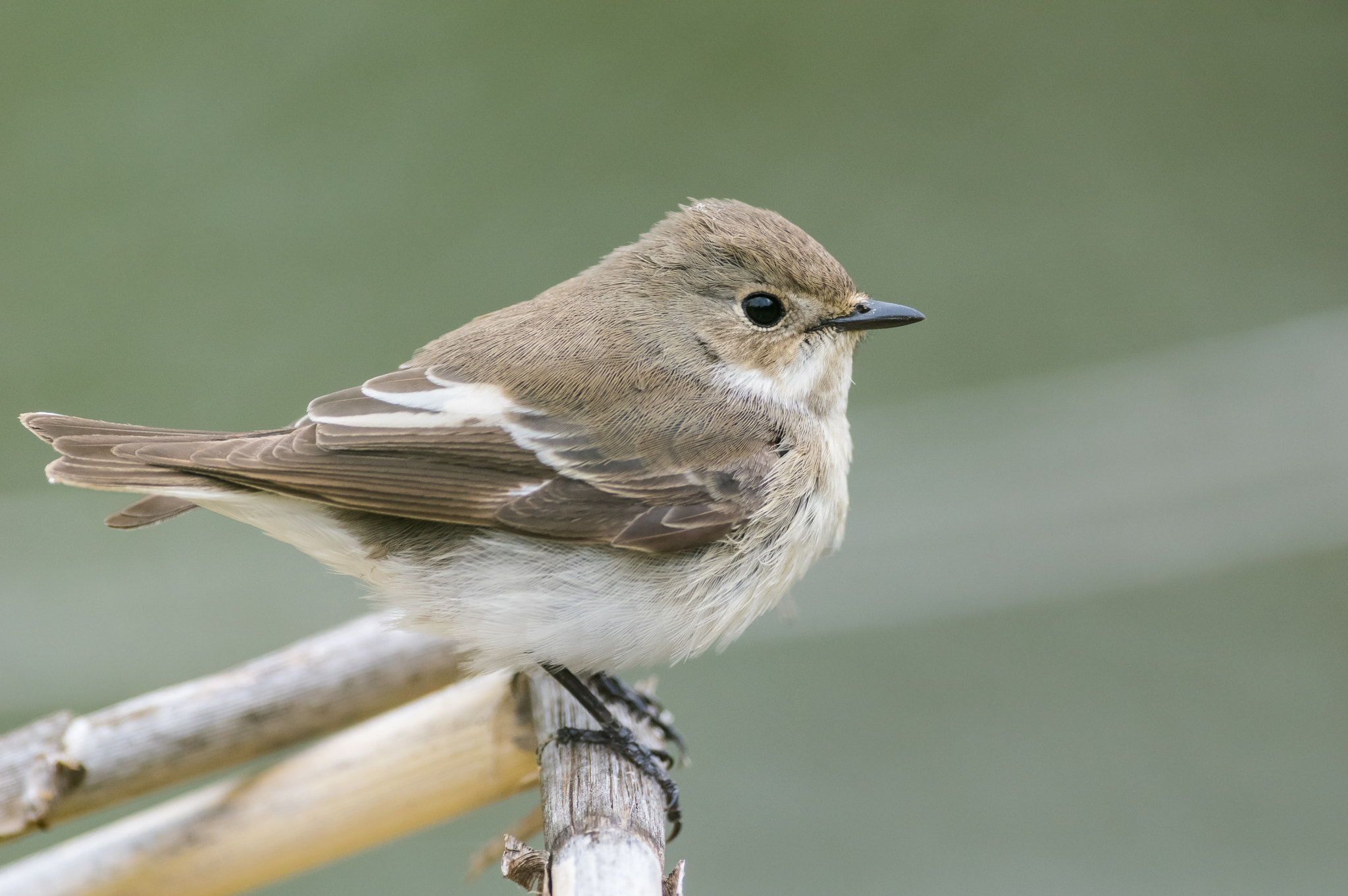 Pentax smc DA* 300mm F4.0 ED (IF) SDM sample photo. Moineau sur sa branche photography