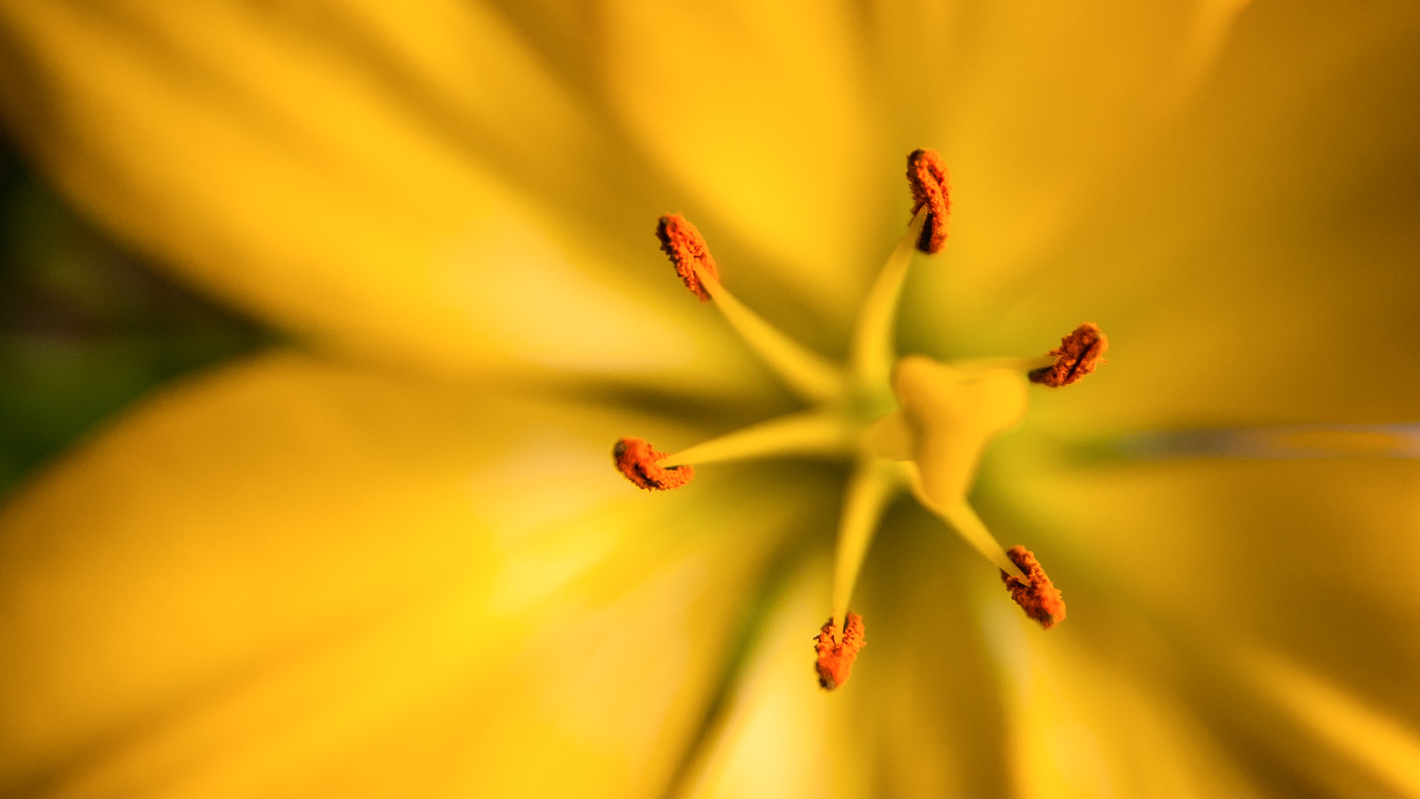 Nikon D3 sample photo. Lily photography