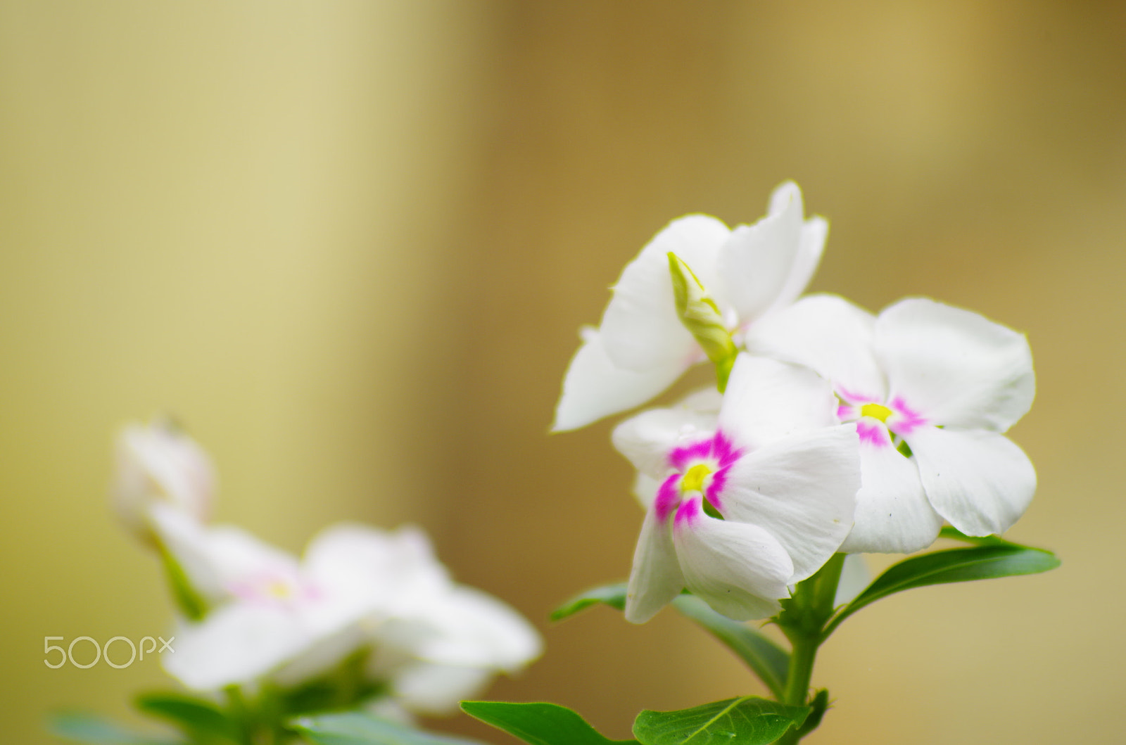 smc PENTAX-FA 70-200mm F4-5.6 sample photo. Dừa cạn photography