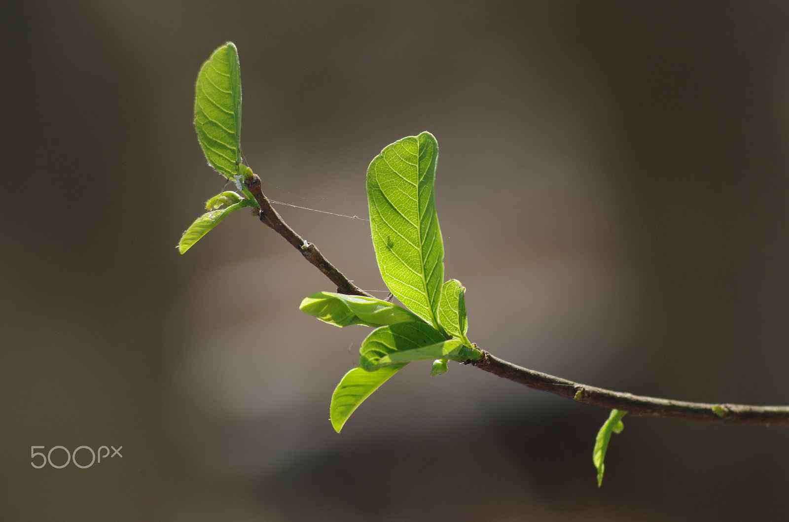 smc PENTAX-FA 70-200mm F4-5.6 sample photo. Locnon photography