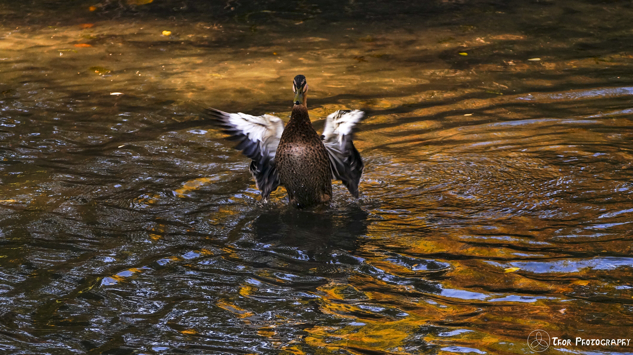 Tamron SP 70-300mm F4-5.6 Di USD sample photo. The butterfly duck photography