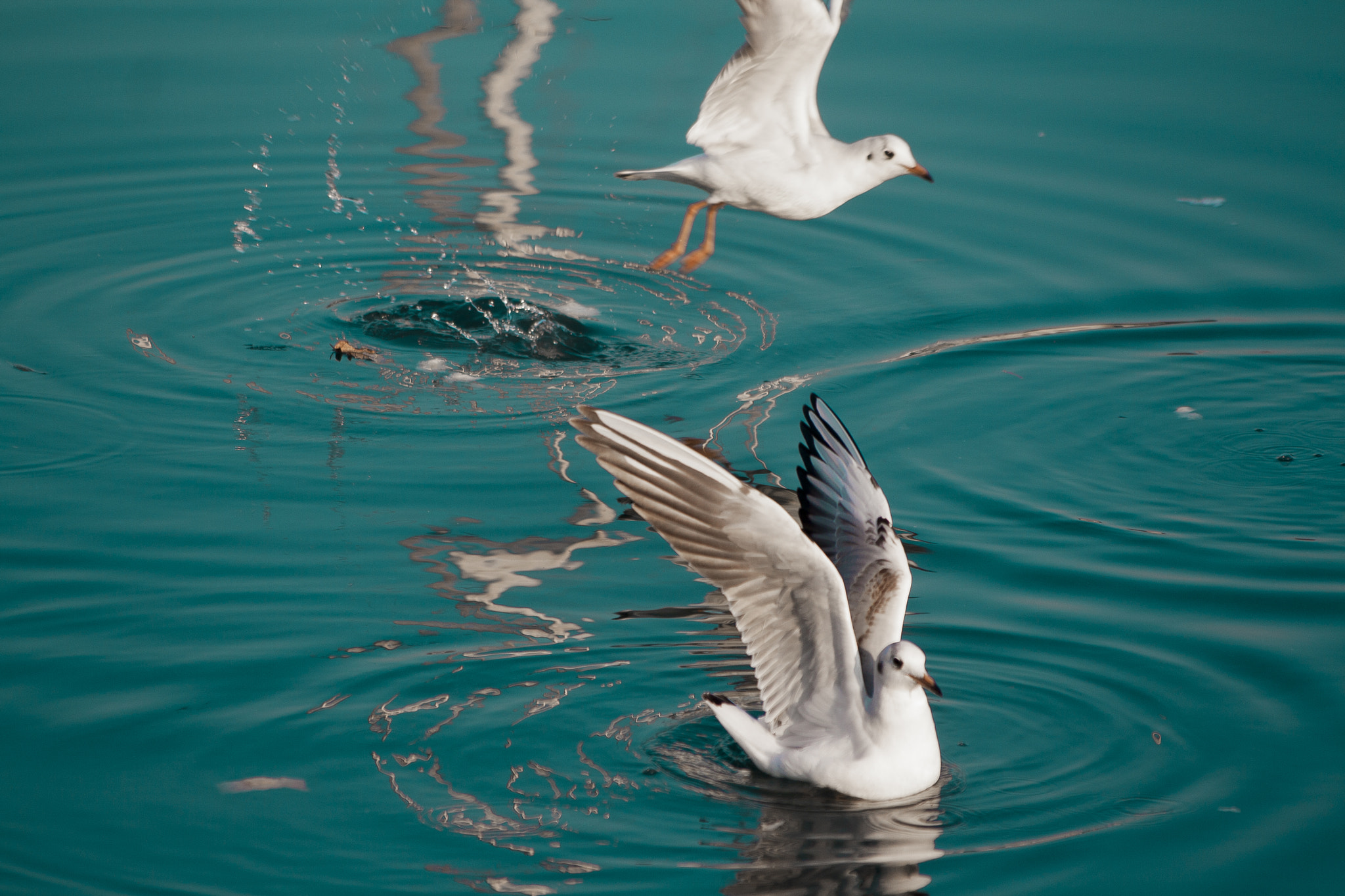 Sigma 70-300mm F4-5.6 APO DG Macro sample photo. Seagull photography