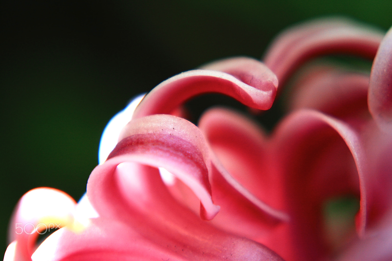 Canon EF 28-80mm f/3.5-5.6 USM IV sample photo. Fleur_1 photography